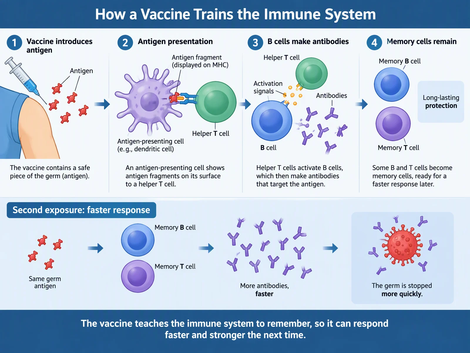 How a vaccine trains the immune system