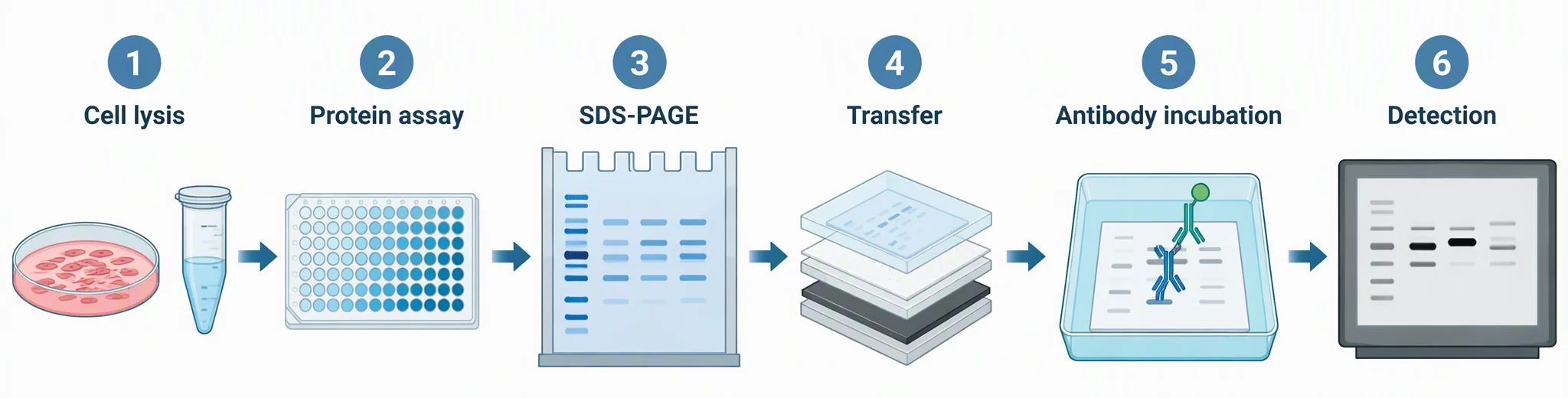 AI-generated six-step Western blot workflow: cell lysis, protein assay, SDS-PAGE, transfer, antibody incubation, detection
