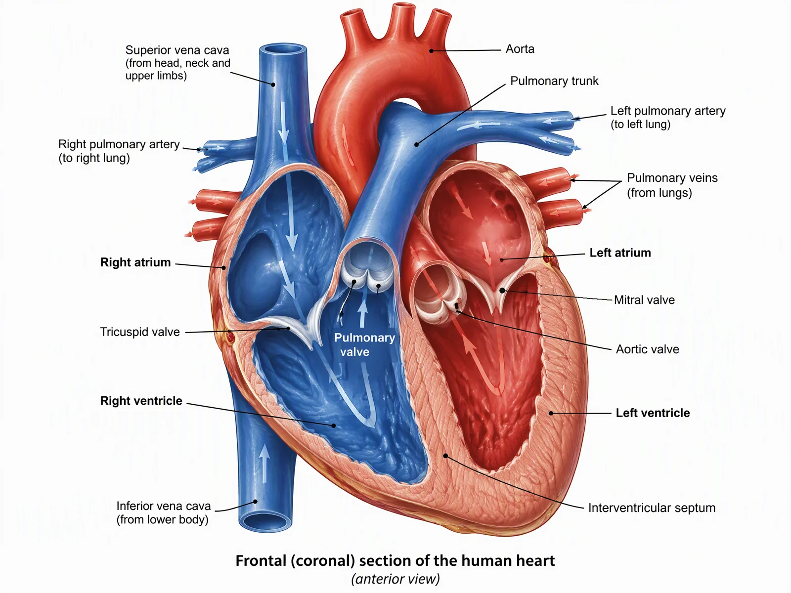 Labeled coronal section of the human heart generated with ConceptViz