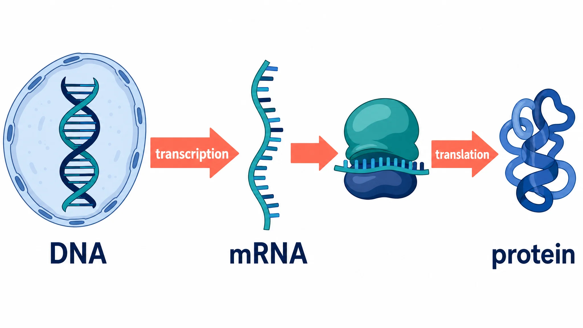 Central dogma overview diagram with transcription and translation