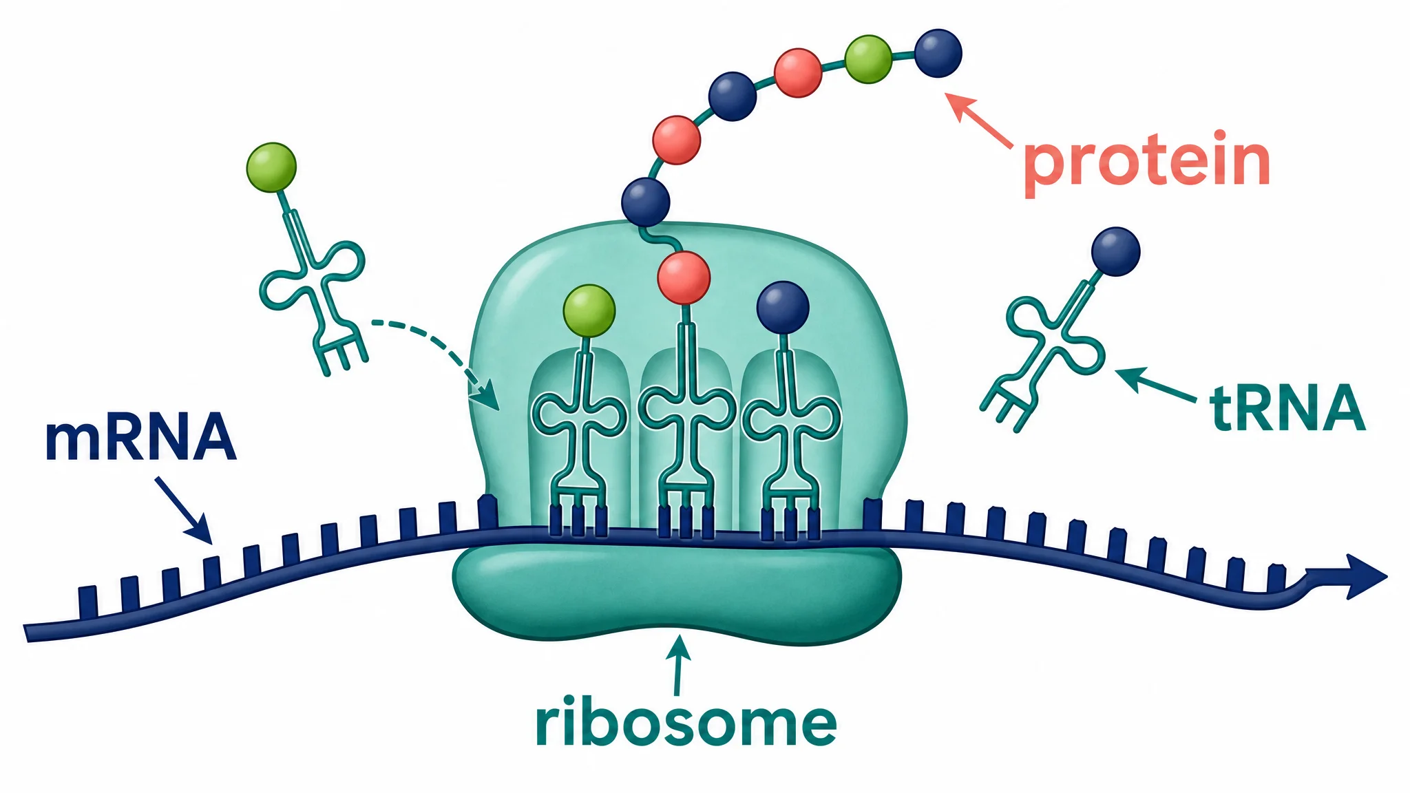 Translation diagram showing mRNA, ribosome, tRNA, and protein