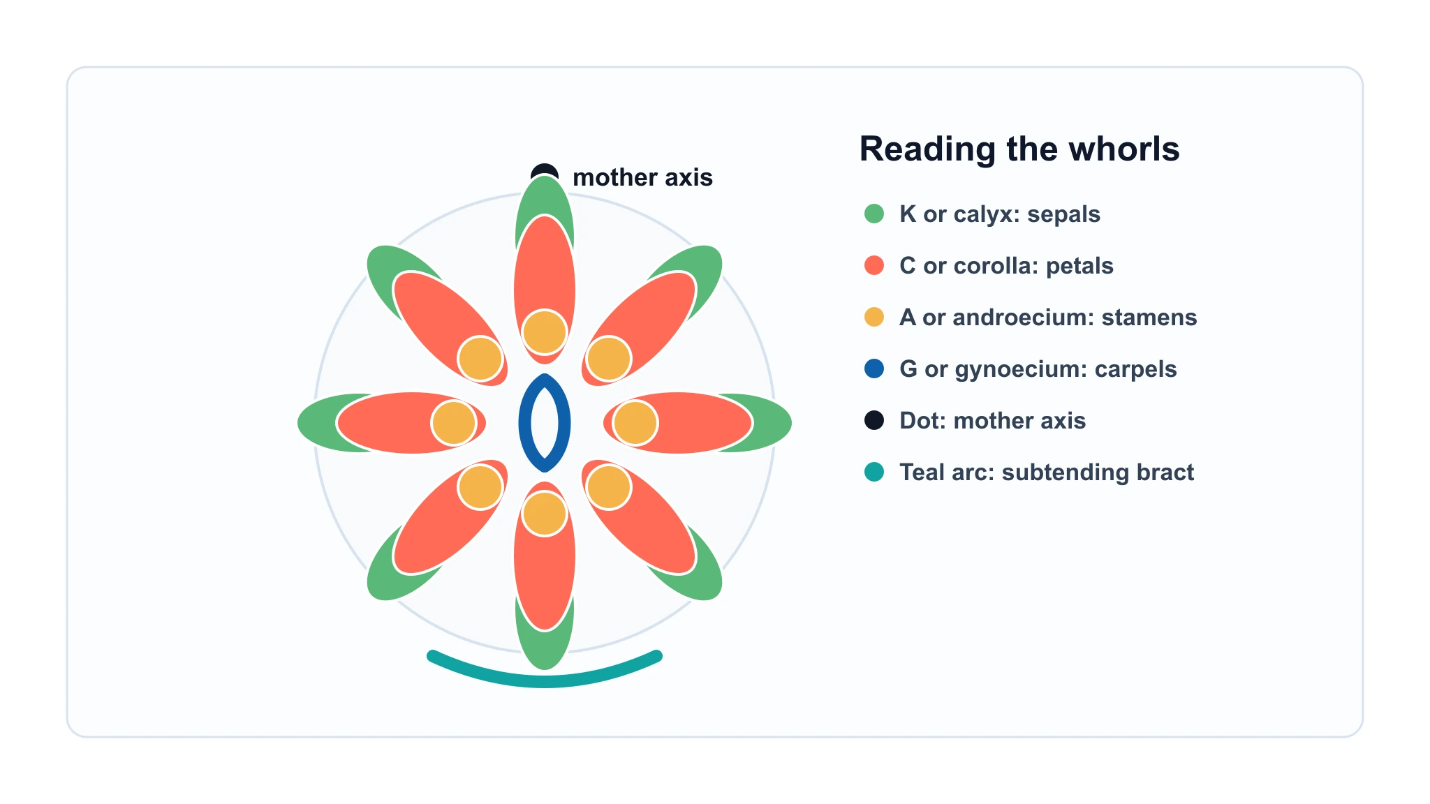 Floral diagram whorls showing sepals petals stamens carpels axis and bract