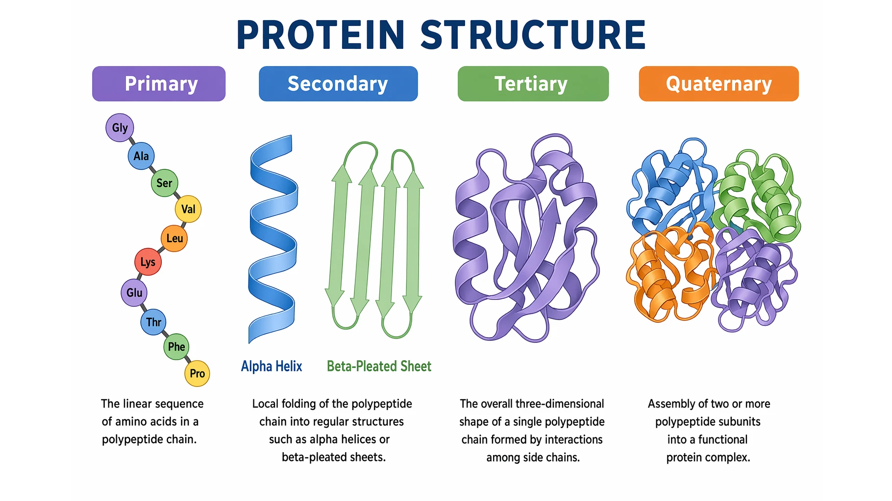 Protein Structure: The 4 Levels Explained Simply