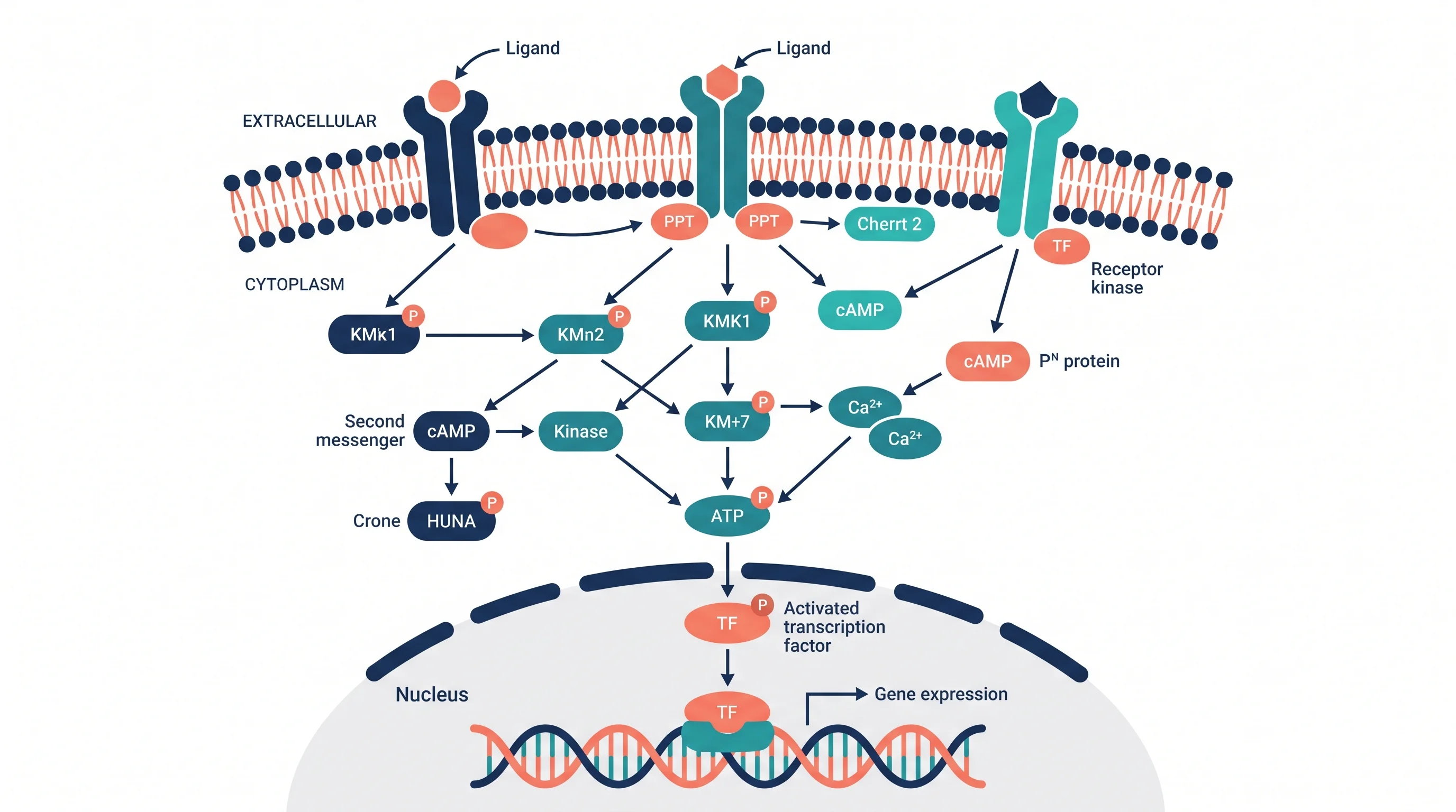 Signal Transduction Pathway Diagram: A Complete Guide for Biology Students and Researchers