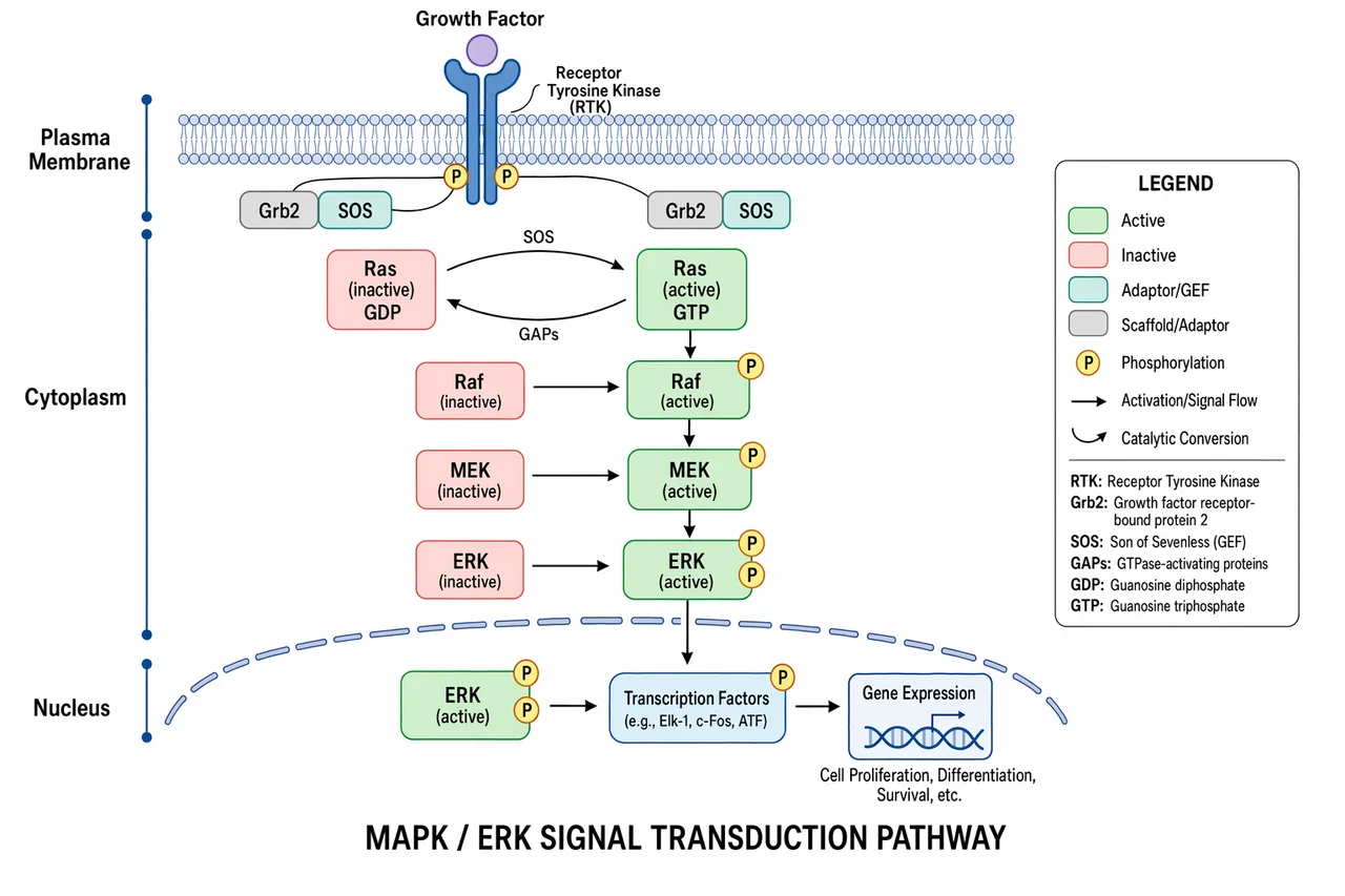 MAPK / ERK signaling pathway, receptor to gene expression