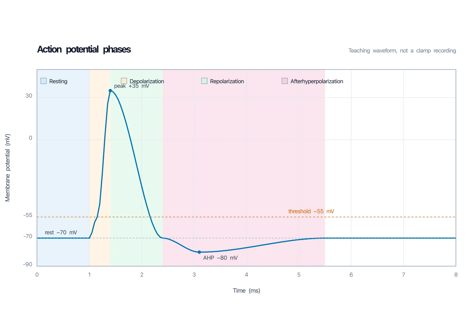 Action potential graph with colored bands for resting, depolarization, repolarization, and afterhyperpolarization