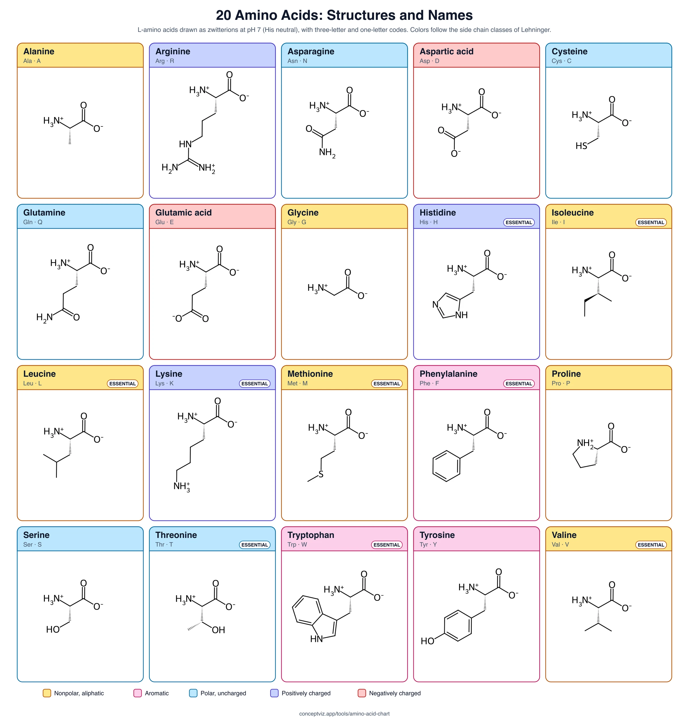 20 amino acids structures and names with three-letter and one-letter abbreviations, colored by side chain class, without property tables