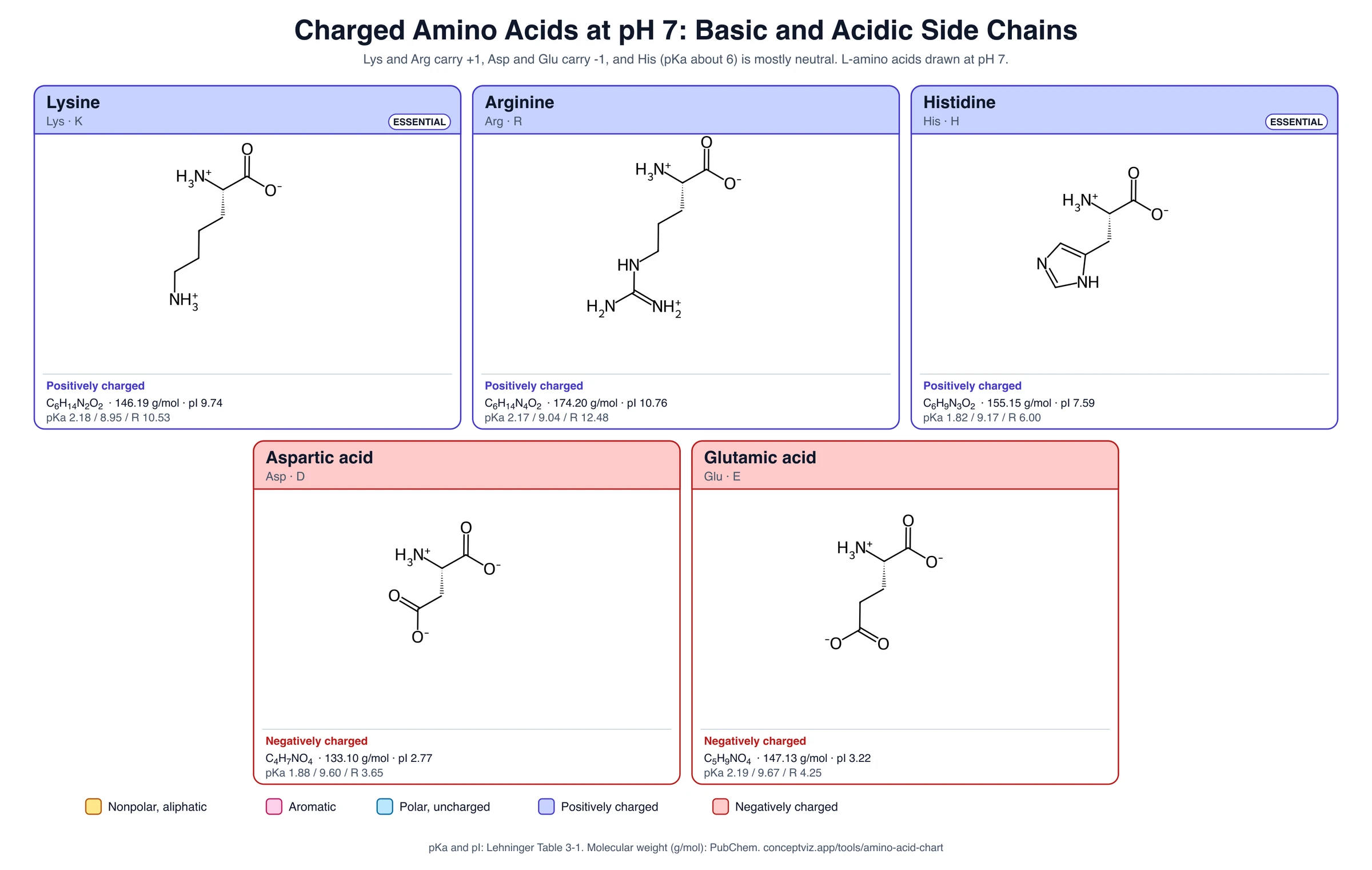 Chart of the charged amino acids at pH 7: lysine and arginine (positive), histidine (mostly neutral near pH 7.4), and aspartic acid and glutamic acid (negative)