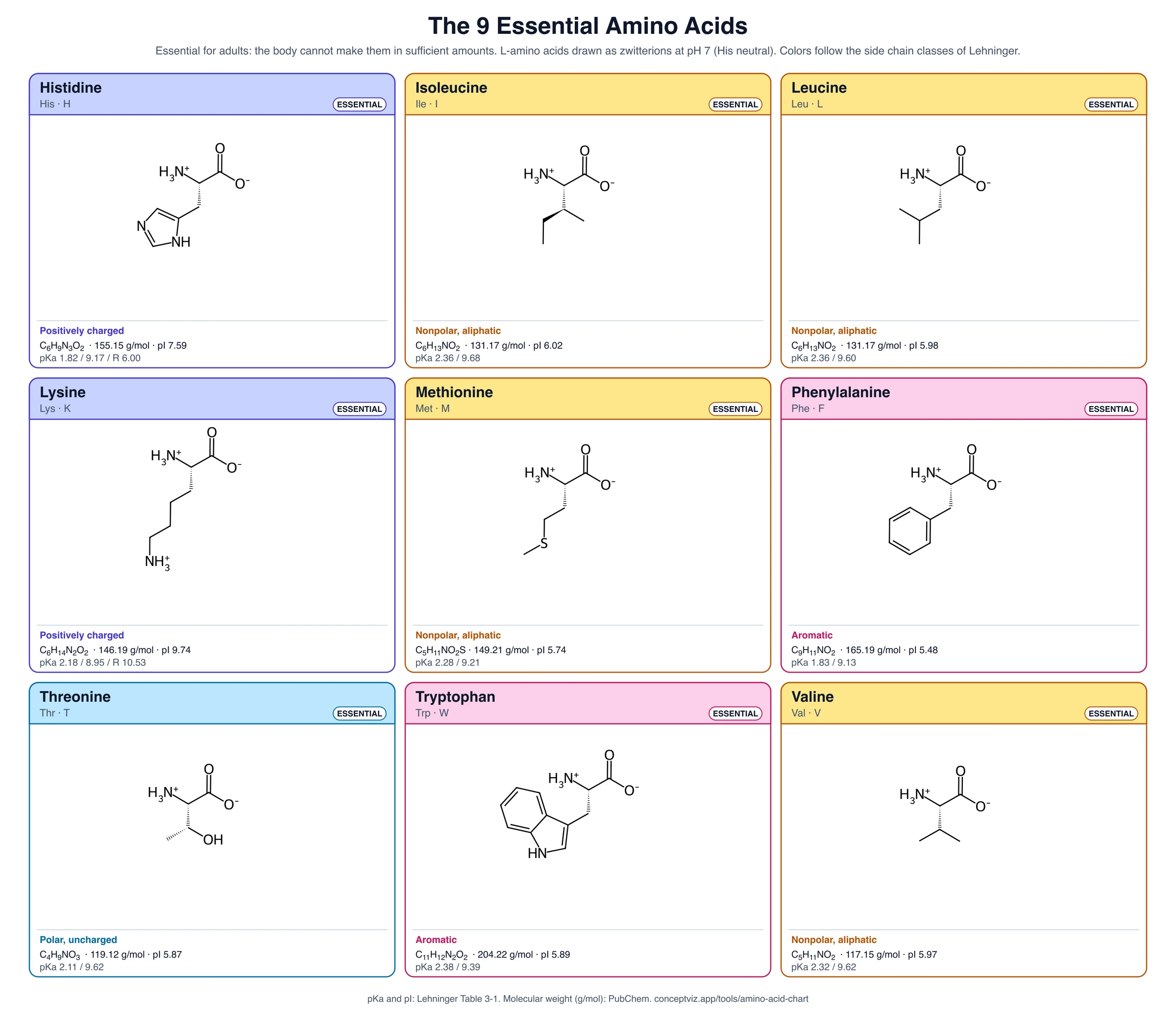 Essential amino acids chart showing the structures of the nine essential amino acids: histidine, isoleucine, leucine, lysine, methionine, phenylalanine, threonine, tryptophan and valine