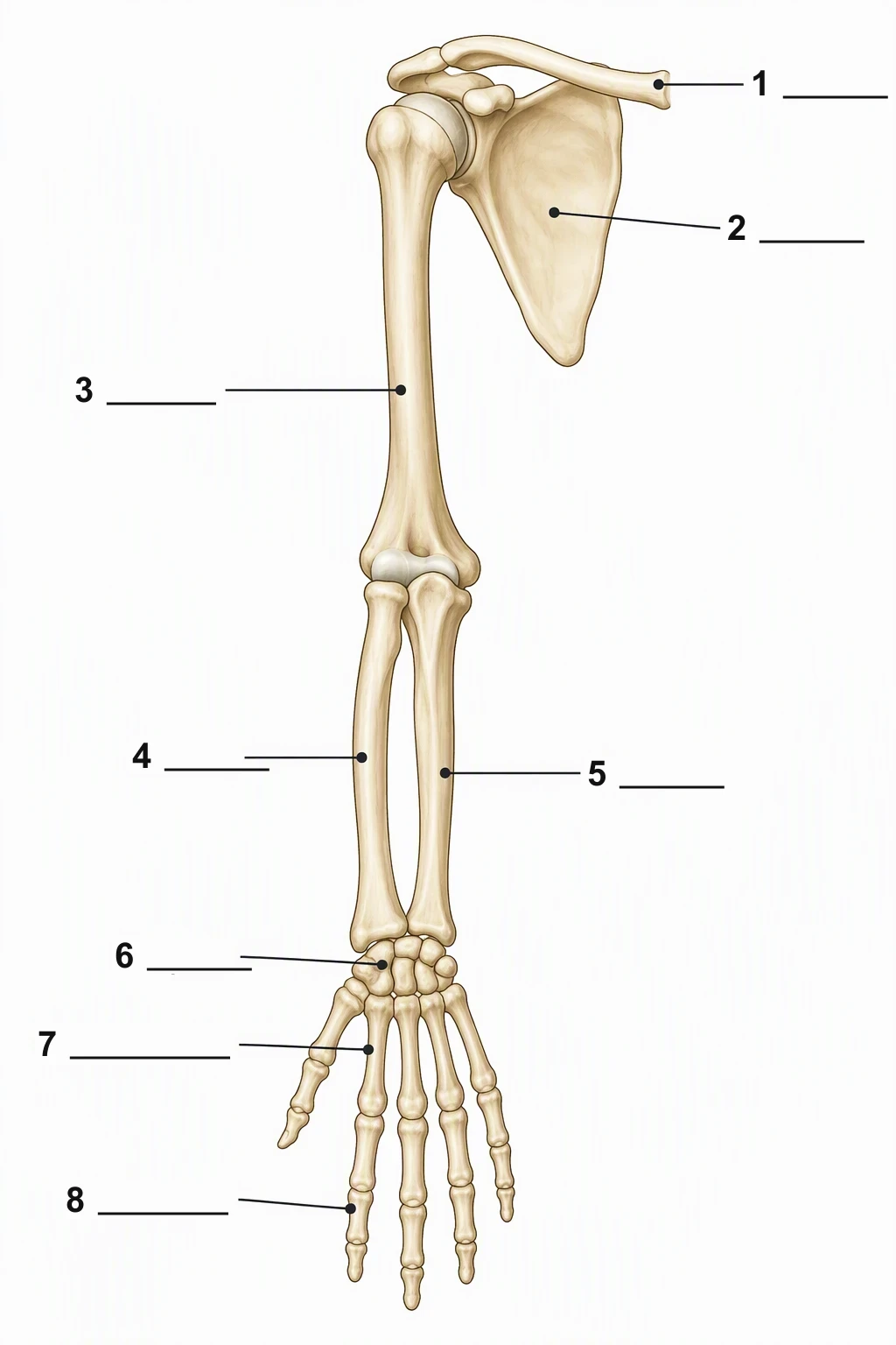 Blank right upper-limb skeleton worksheet with numbers 1 to 8 and blank lines and no word labels