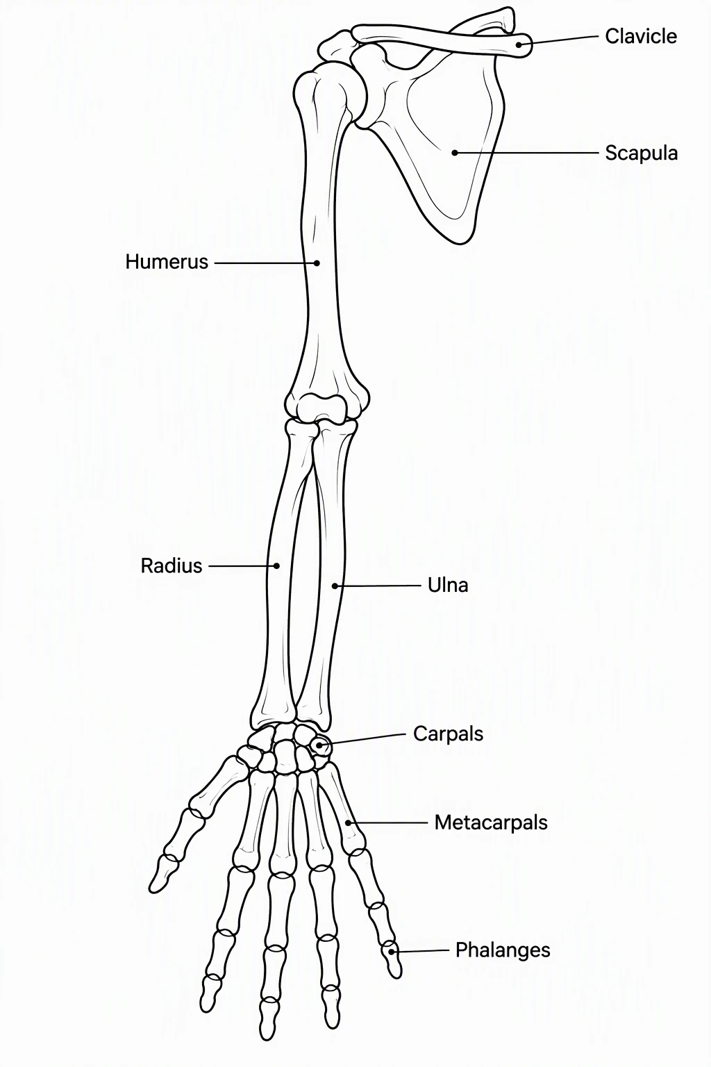 Black-and-white outline arm bones coloring page labeled Clavicle, Scapula, Humerus, Radius, Ulna, Carpals, Metacarpals, and Phalanges