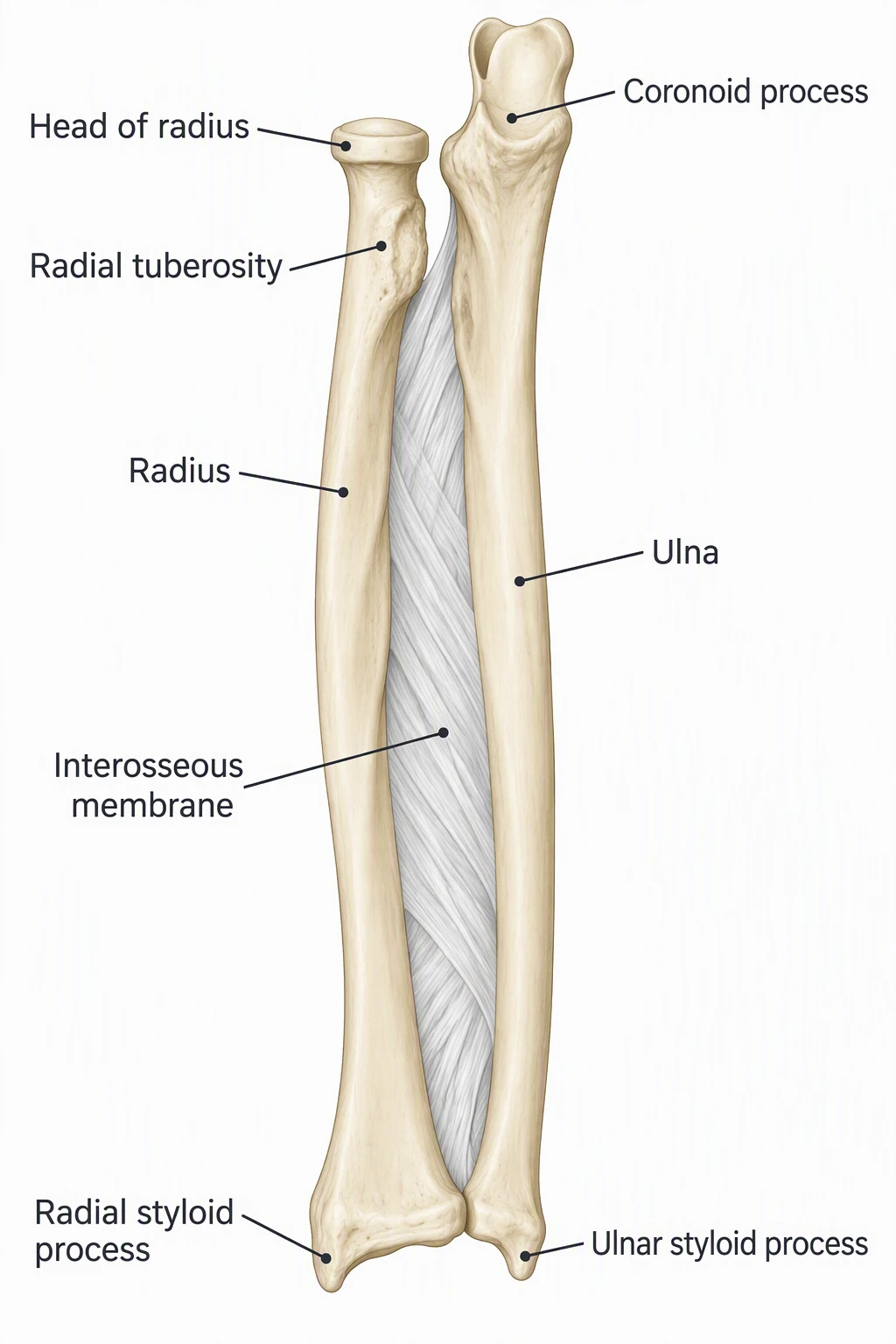 Anterior forearm labeled Head of radius, Radial tuberosity, Radius, Interosseous membrane, Radial styloid process, Coronoid process, Ulna, and Ulnar styloid process