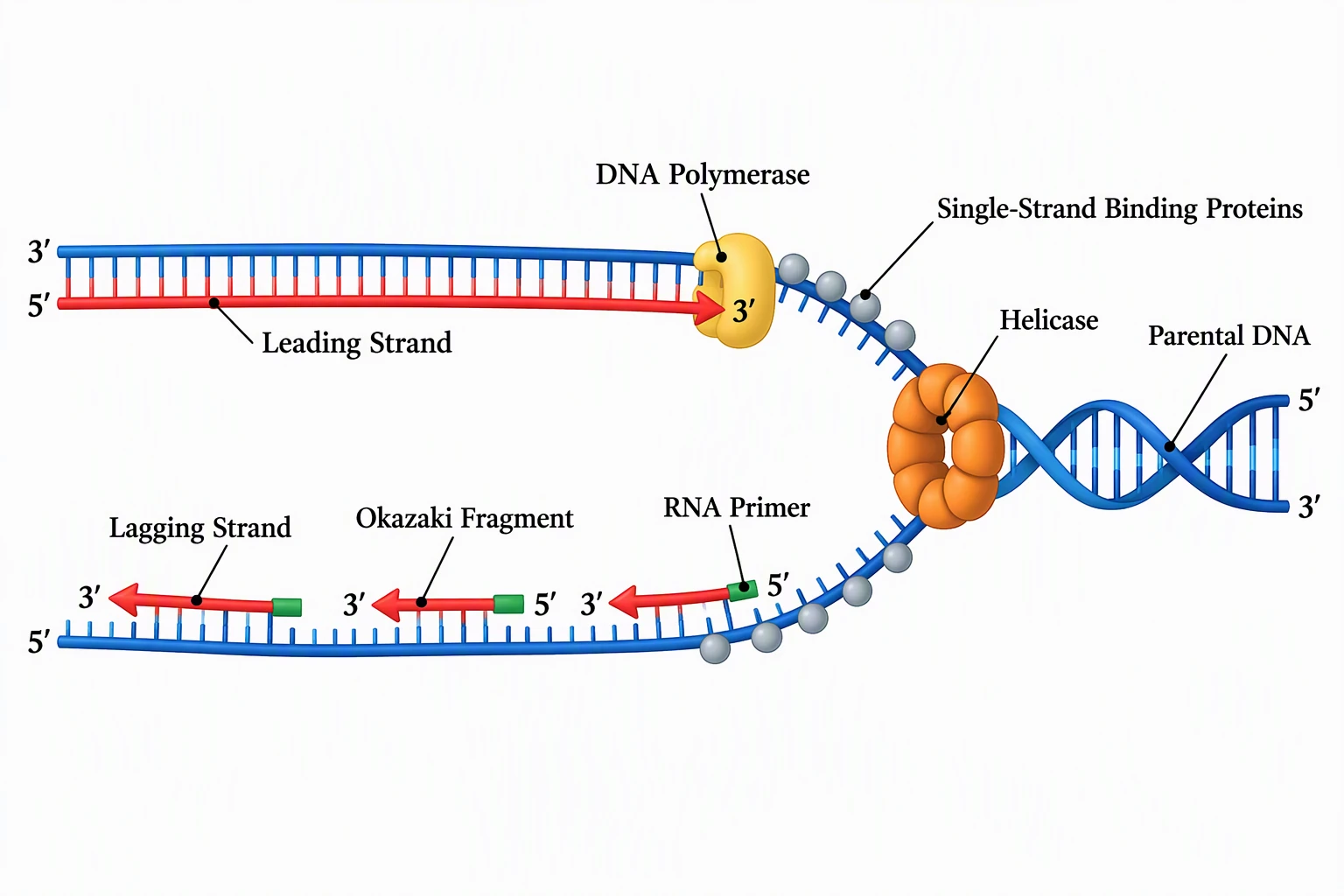 DNA replication biological process diagram showing the stepwise molecular events