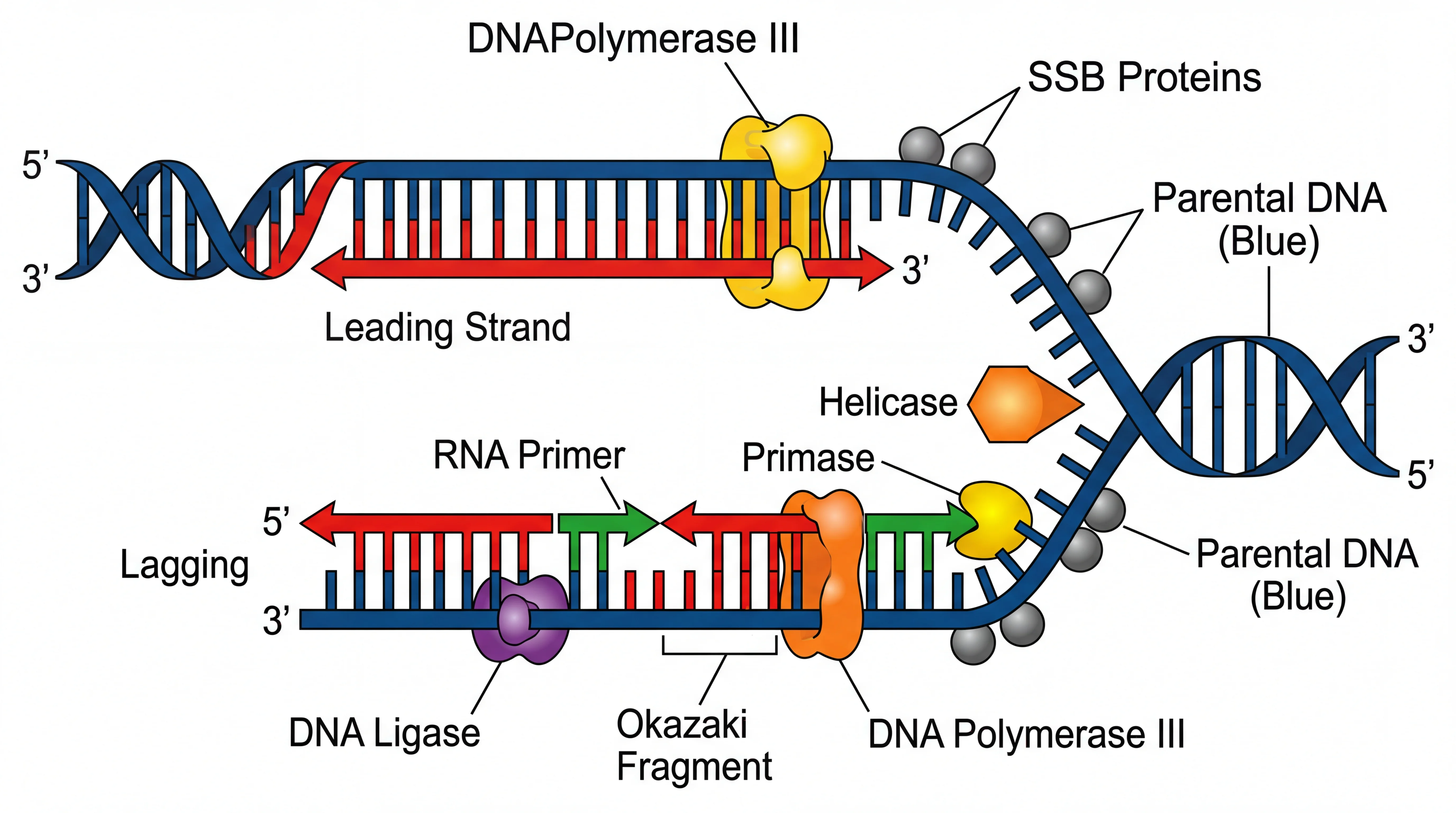 Biology drawing showing DNA replication fork with helicase, primase, DNA polymerase, and Okazaki fragments labeled.