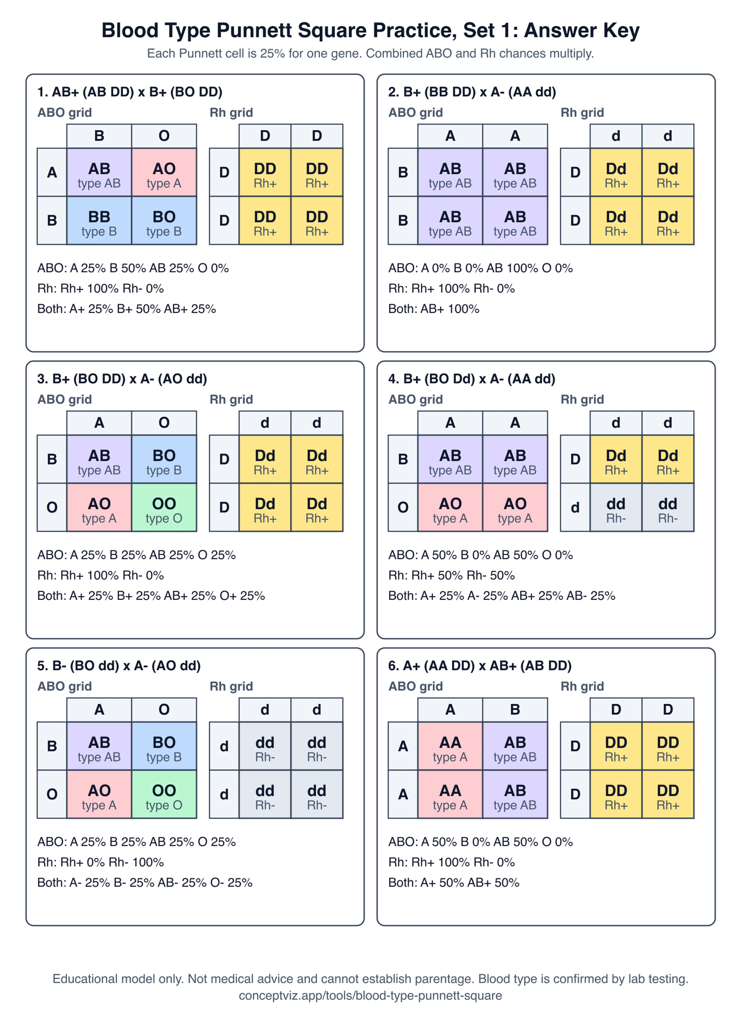 Answer key for the blood type Punnett square practice sheet with all six ABO and Rh grids filled in and the child blood type percentages