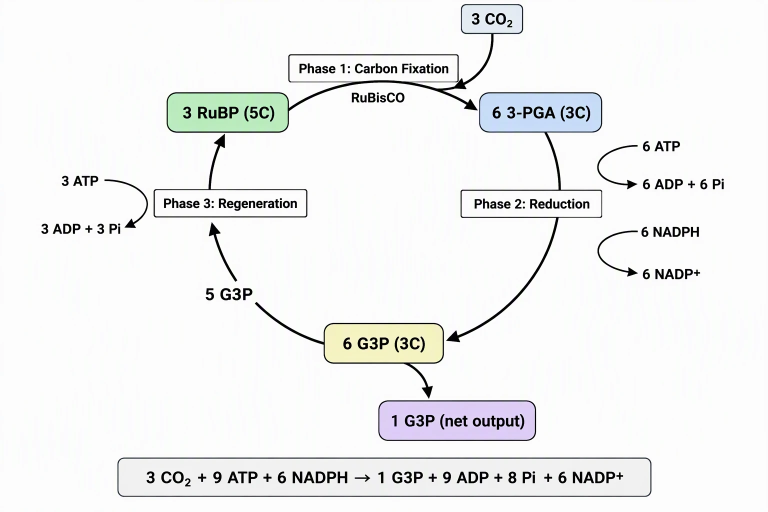 Calvin Cycle Diagram Generator