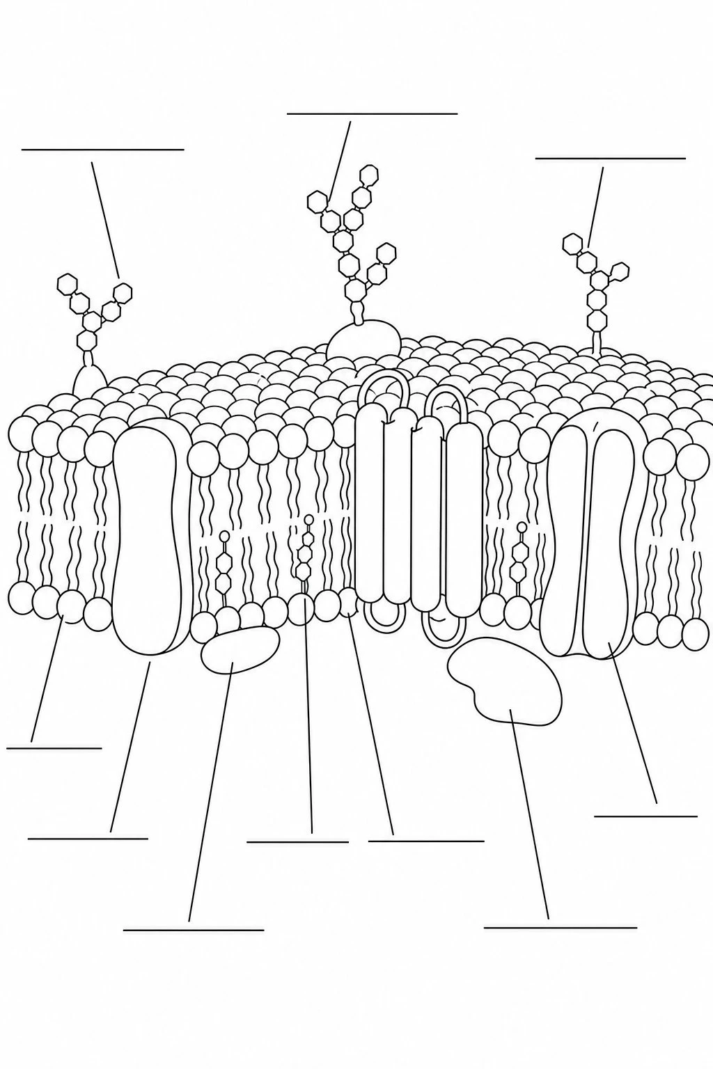 Unlabeled cell membrane diagram with empty callout lines for students to fill in the parts of the fluid mosaic model