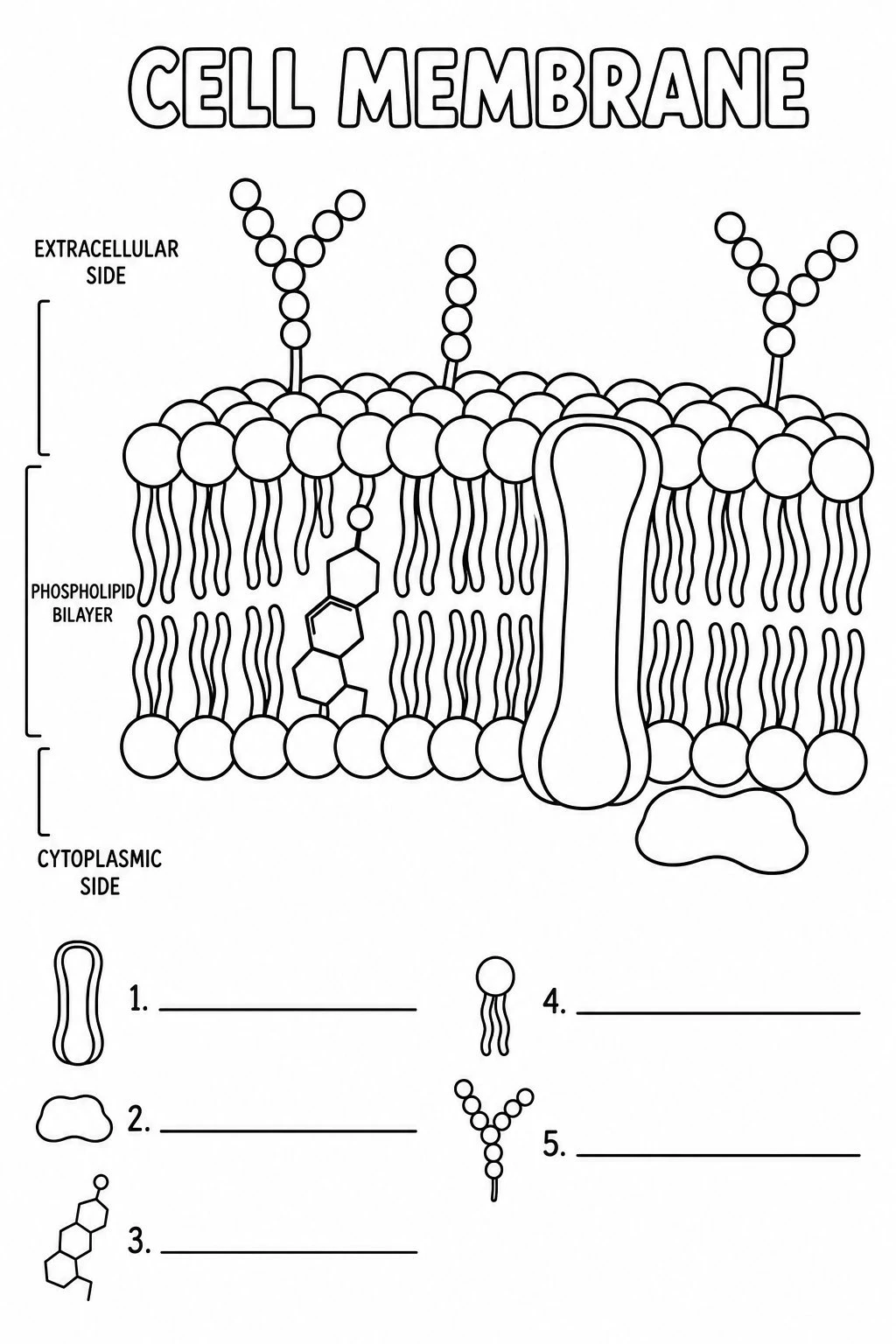 Black-and-white cell membrane coloring page with thick outlines and blank label lines for classroom printing