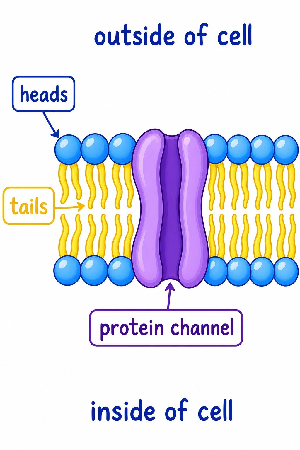 Simple cartoon cell membrane diagram for elementary students with large labels for heads, tails, protein channel, outside, and inside of the cell