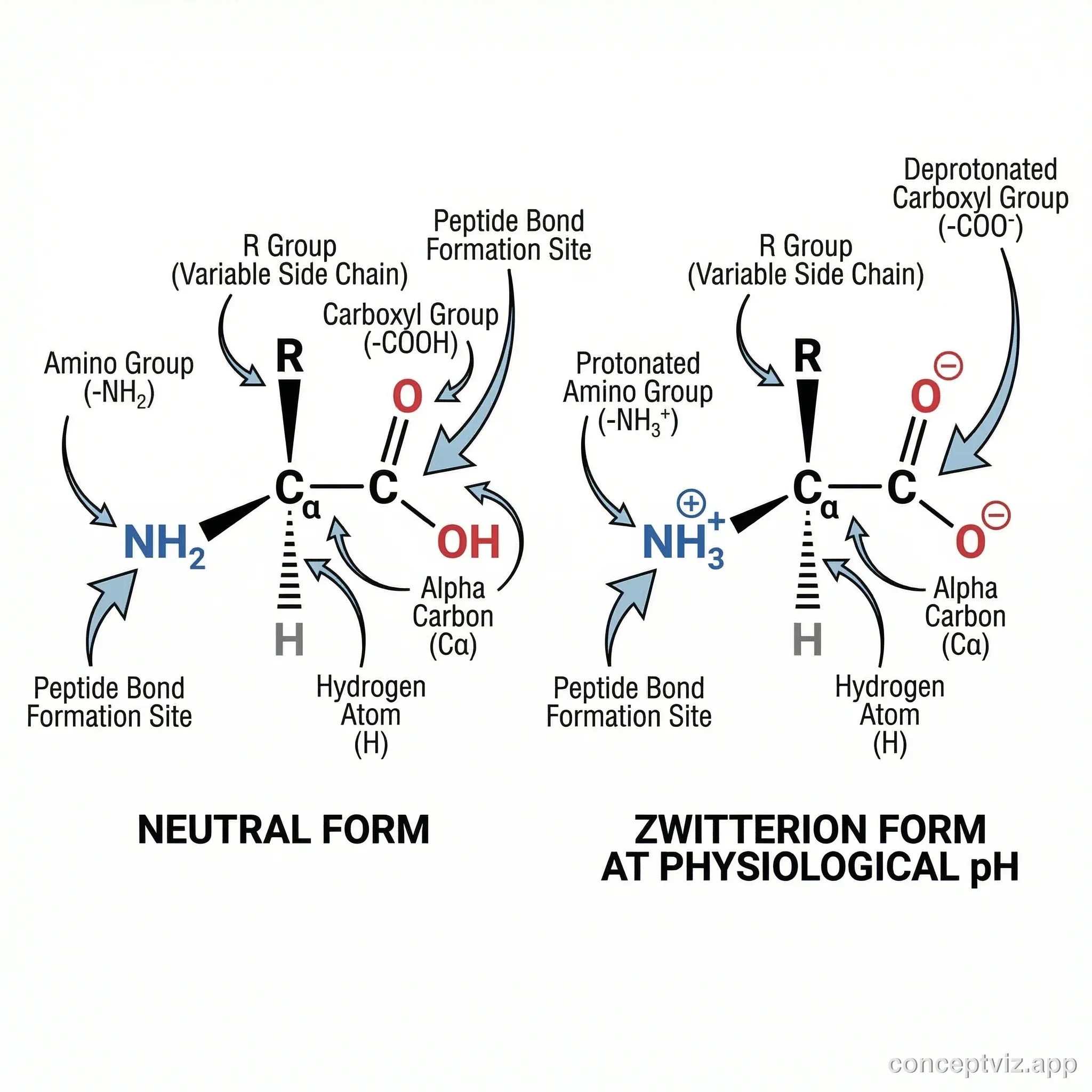 General amino acid molecular structure with functional groups labeled