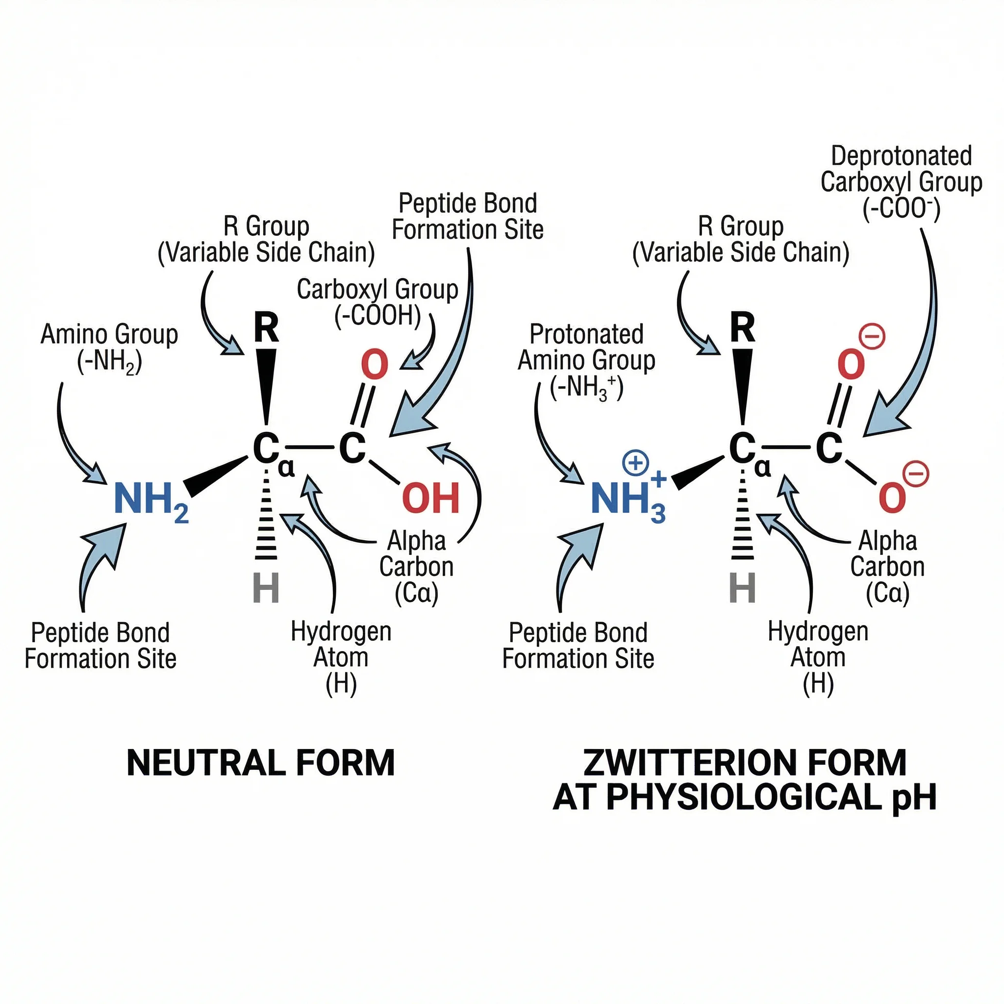 General amino acid molecular structure with functional groups labeled