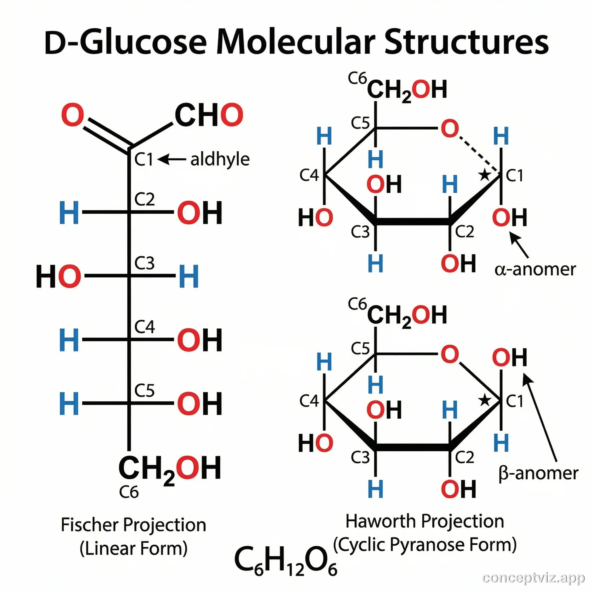 D-Glucose molecular structure in both linear and ring forms