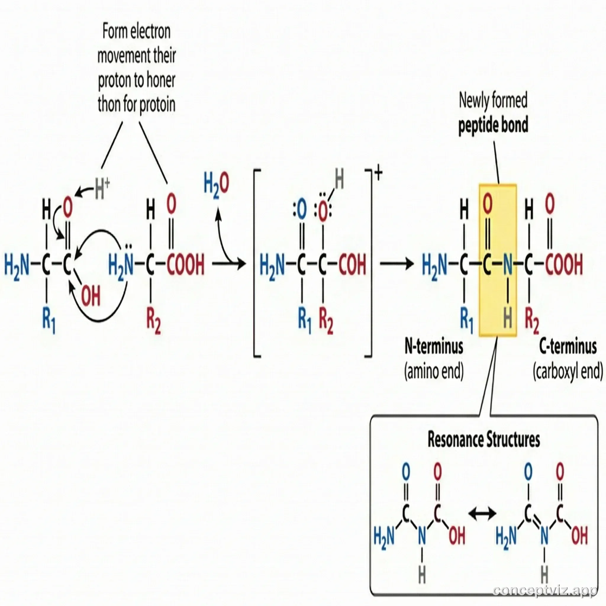 Peptide bond formation between two amino acids with water release