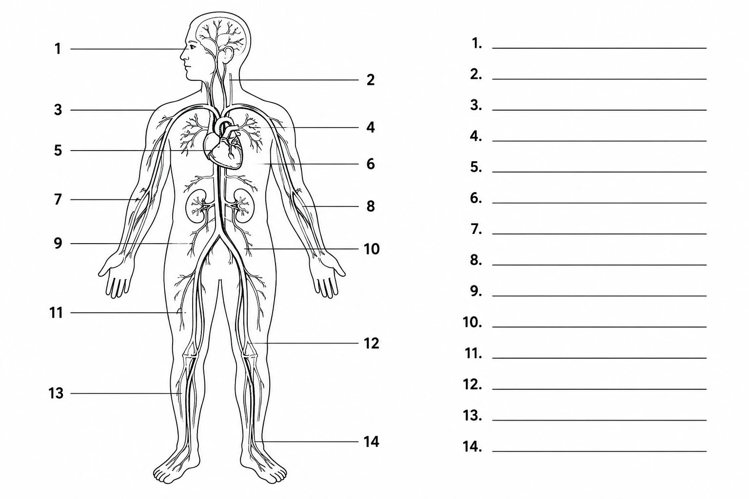 Unlabeled circulatory system diagram with numbered blank lines for students to fill in as a quiz or worksheet