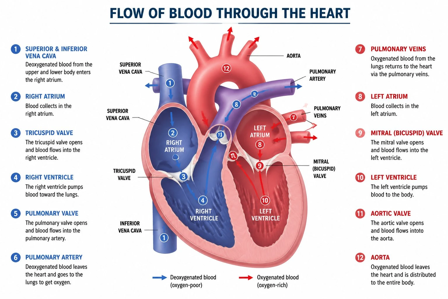 Labeled diagram of blood flow through the four heart chambers showing the tricuspid, pulmonary, mitral, and aortic valves with numbered arrows