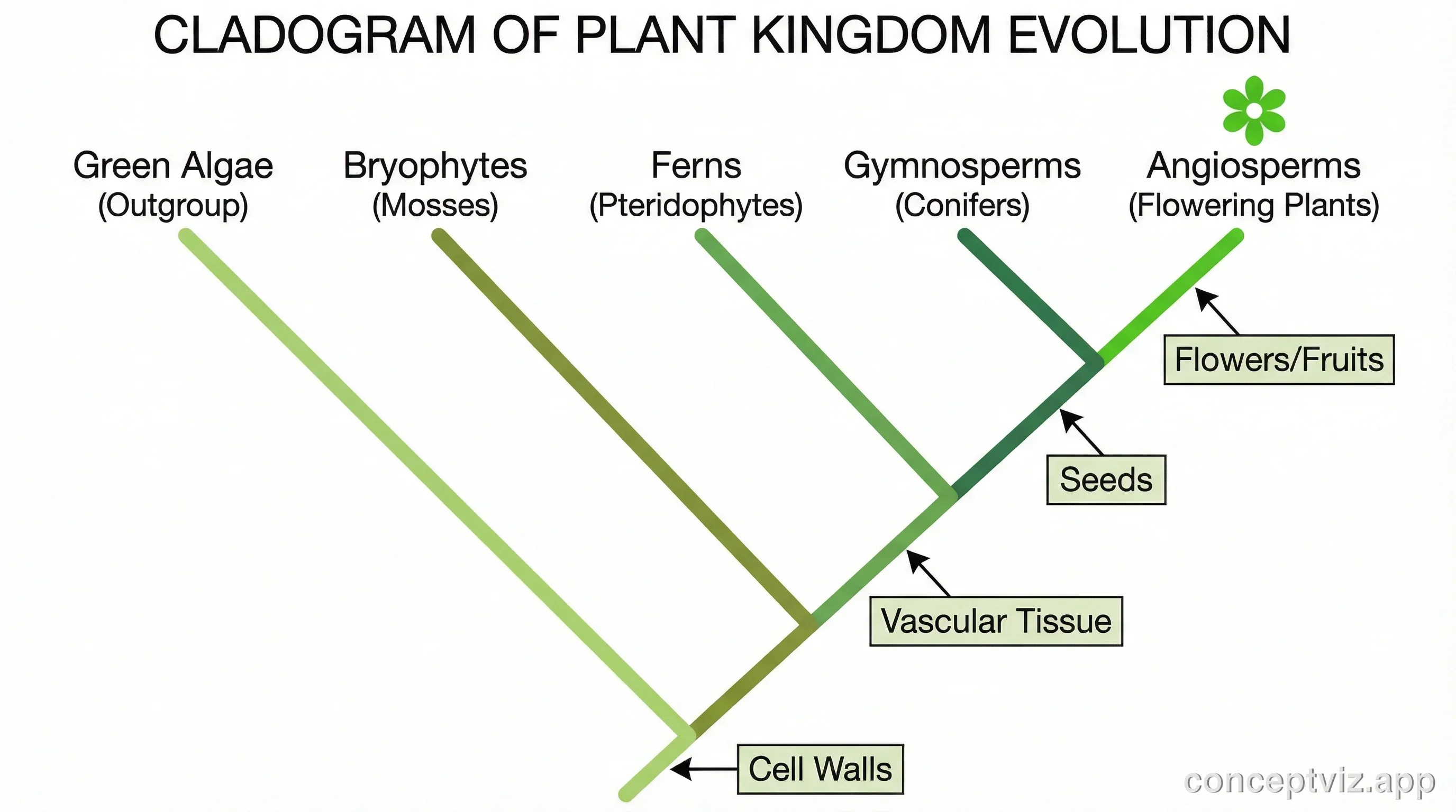 Cladogram of the plant kingdom showing bryophytes, ferns, gymnosperms, and angiosperms with evolutionary traits.