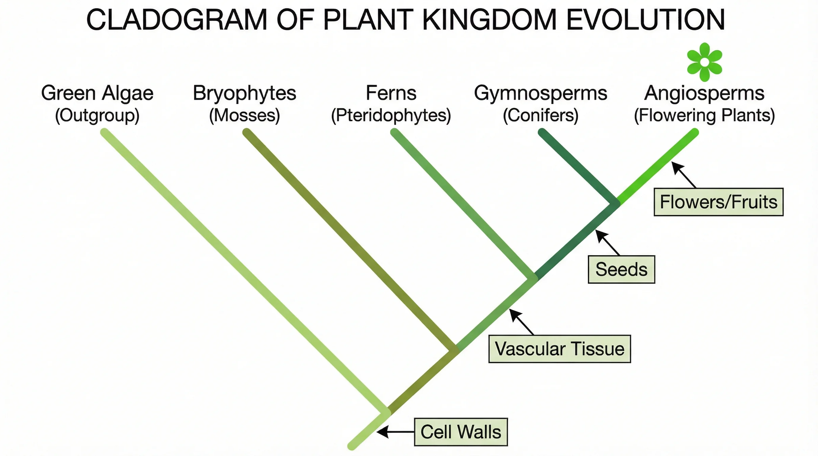 Cladogram of the plant kingdom showing bryophytes, ferns, gymnosperms, and angiosperms with evolutionary traits.