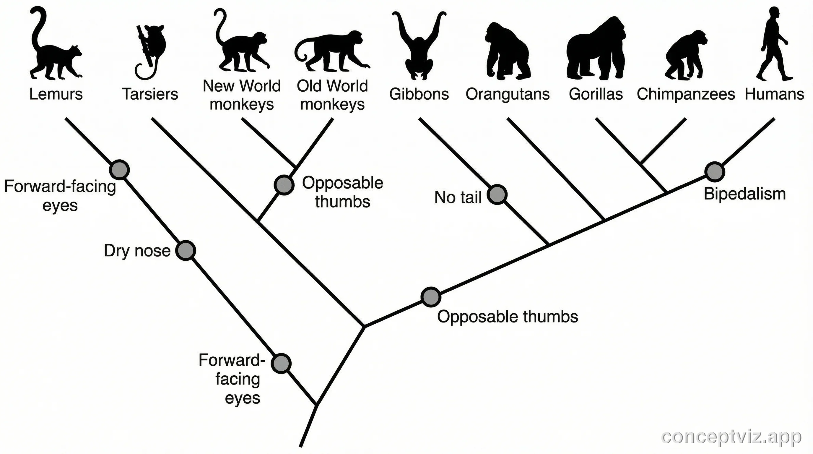 Cladogram of primate evolution showing lemurs, monkeys, apes, and humans with derived characteristics.