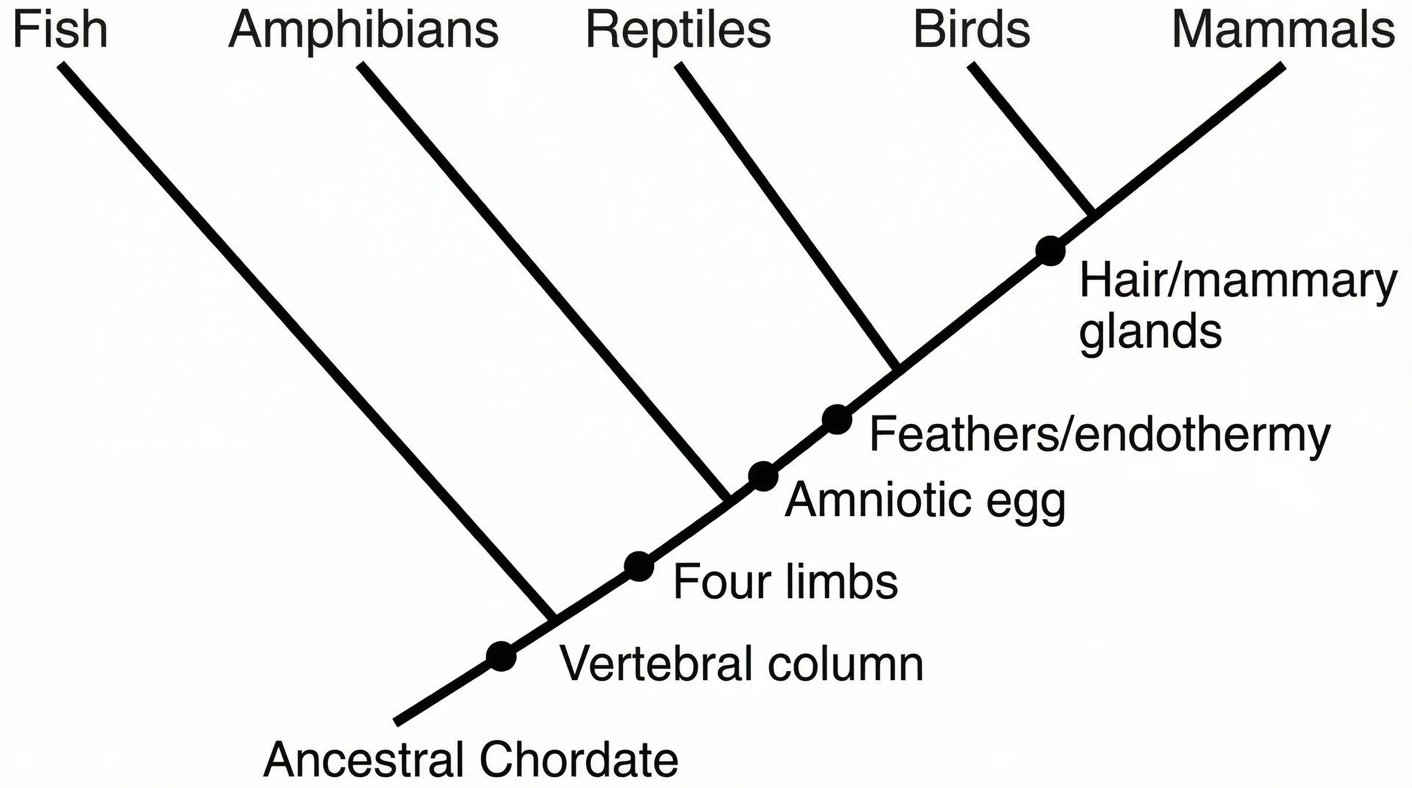Cladogram showing evolutionary relationships among vertebrates including fish, amphibians, reptiles, birds, and mammals with shared derived characteristics labeled.