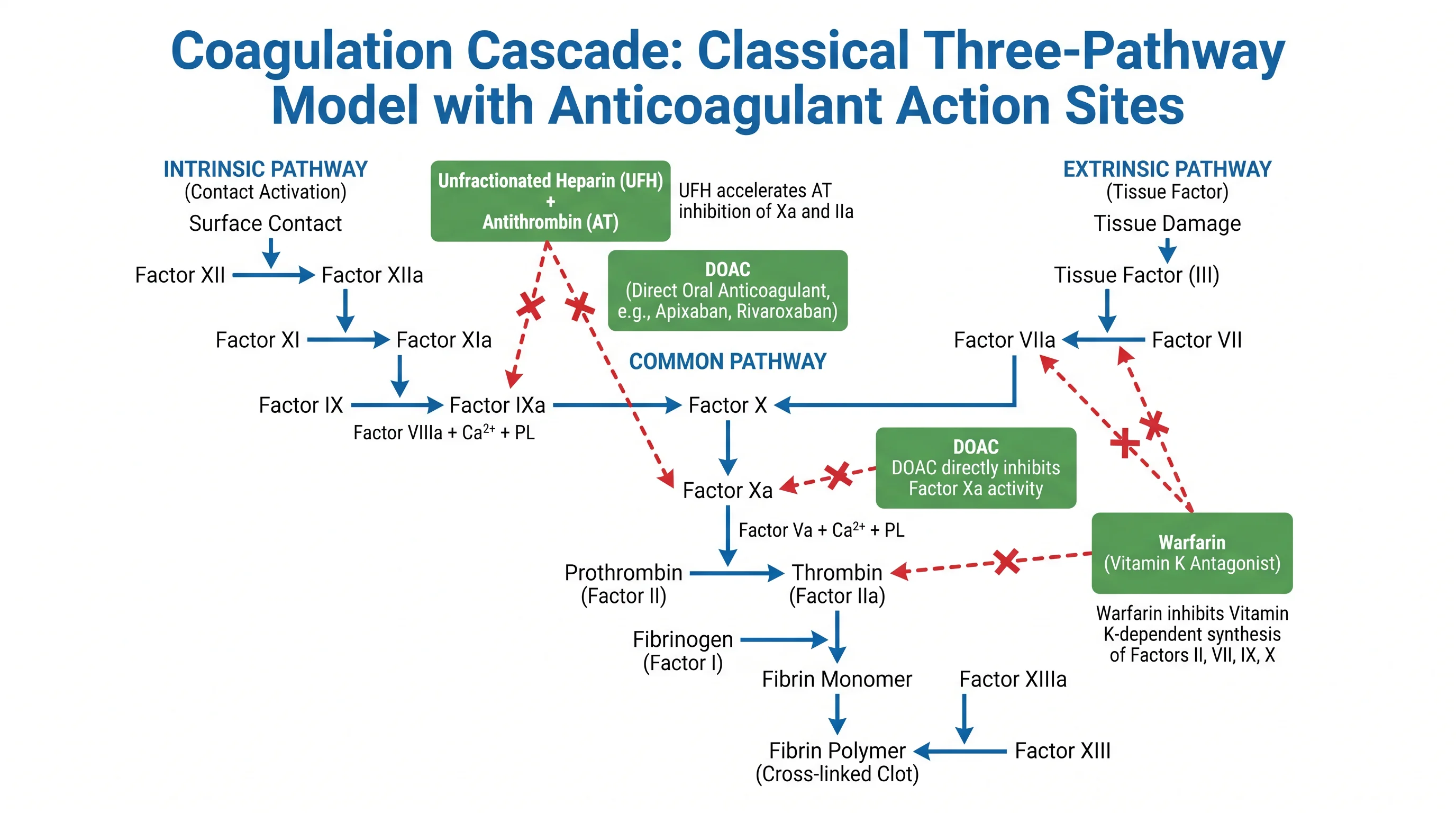 Coagulation cascade diagram annotated with heparin acting via antithrombin on Xa and IIa, warfarin on vitamin-K-dependent factors II VII IX and X, and a DOAC on Factor Xa