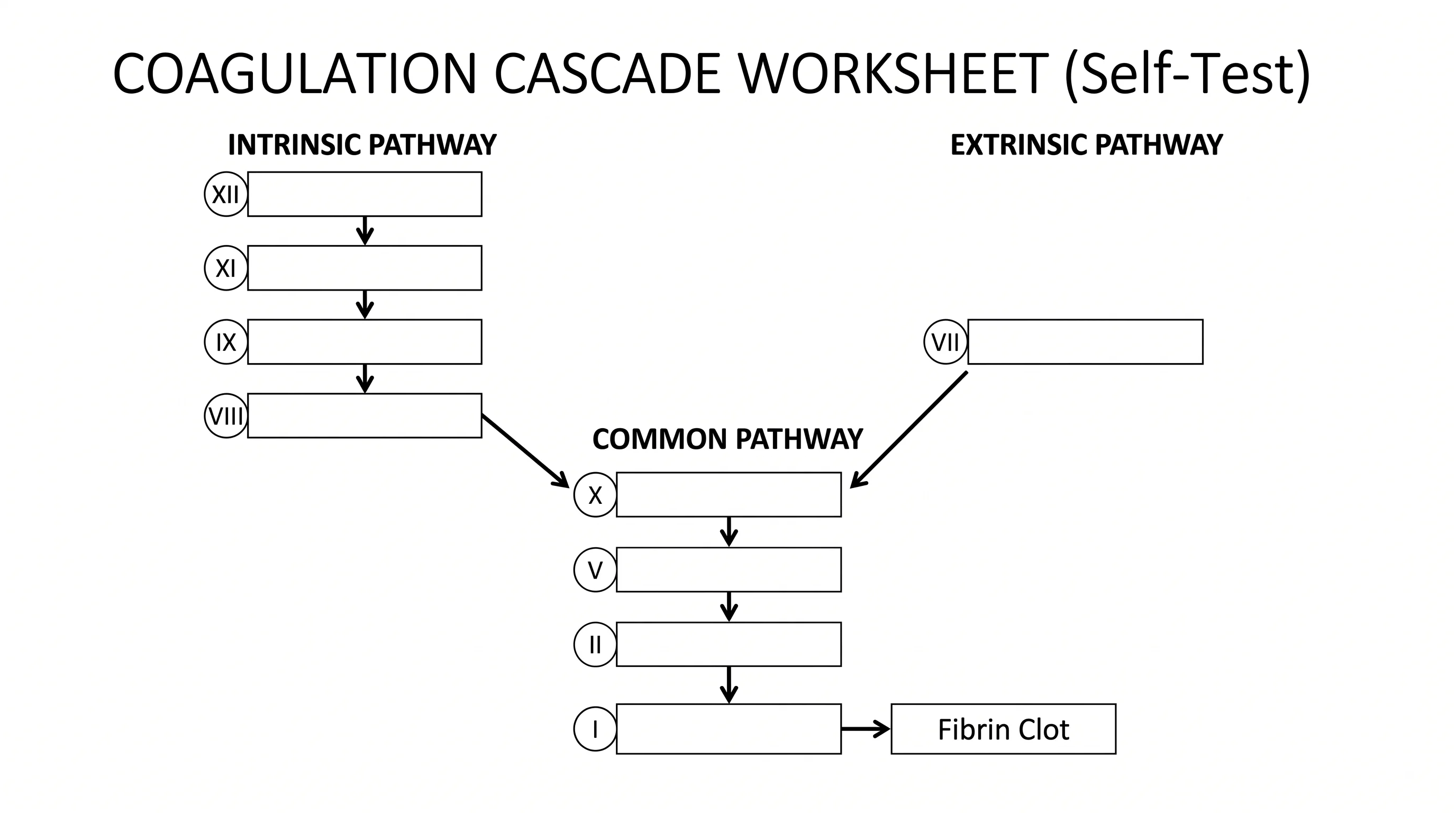 Blank coagulation cascade worksheet with the intrinsic, extrinsic, and common pathway layout and empty boxes for students to fill in clotting factors