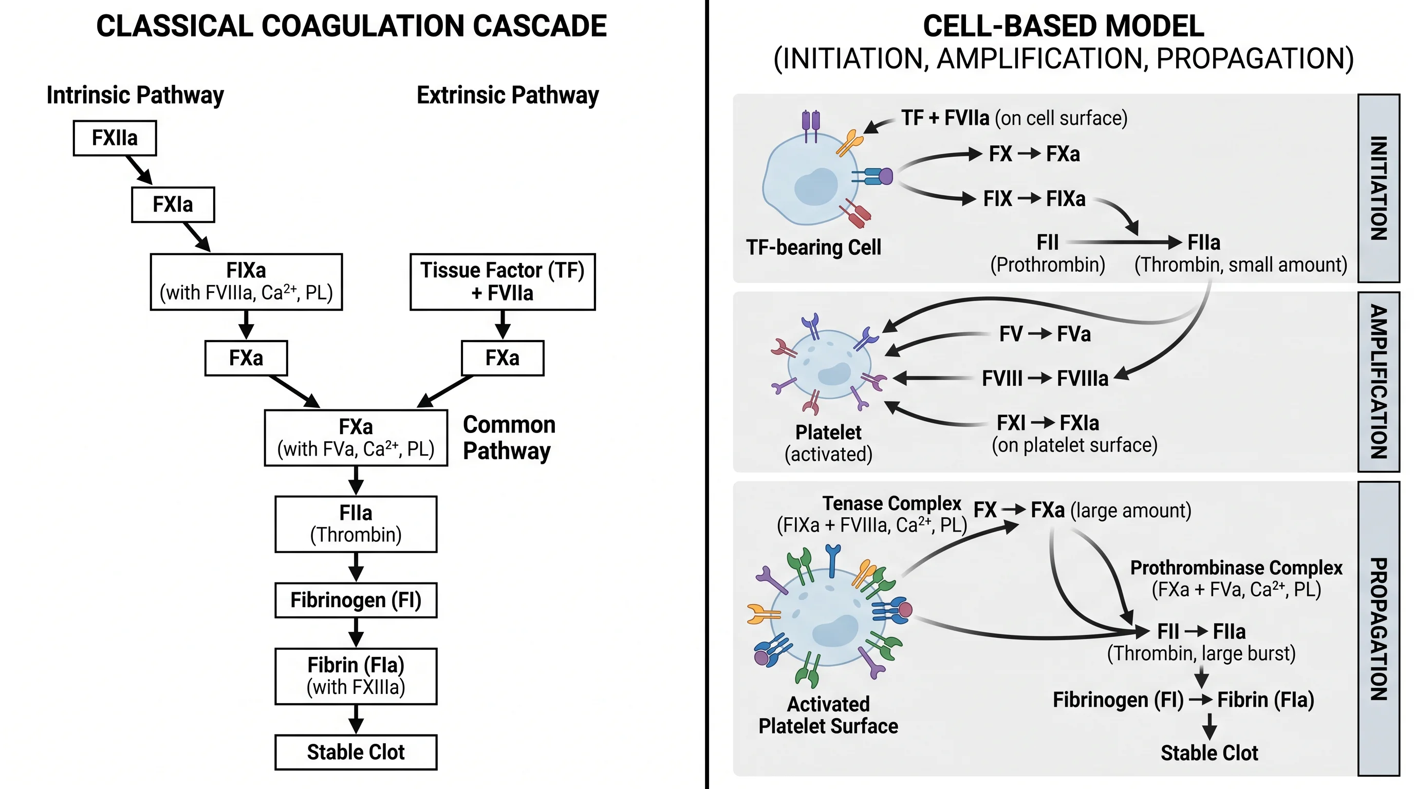Comparison figure of the classical coagulation cascade beside the cell-based model with initiation, amplification, and propagation phases