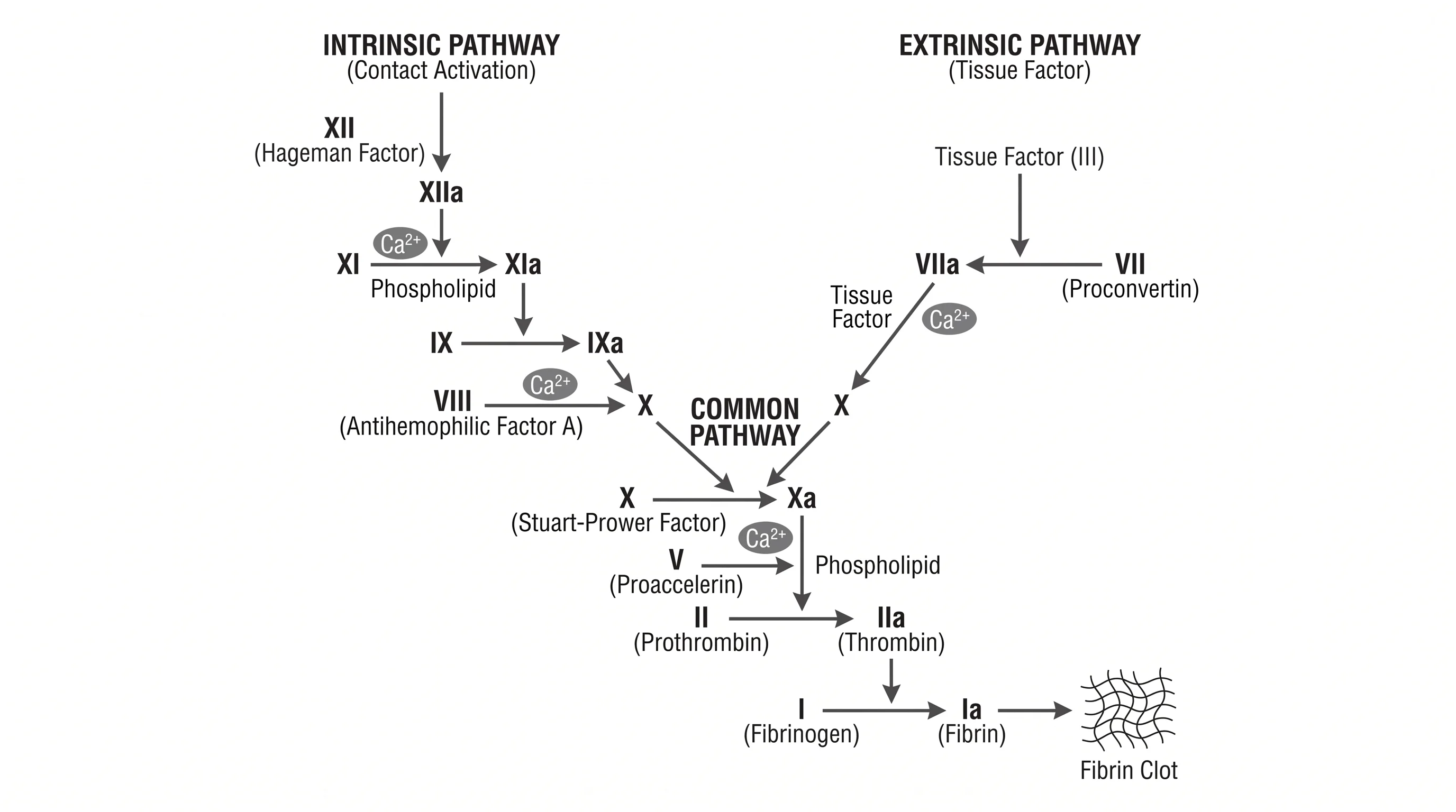 Labeled coagulation cascade diagram showing the intrinsic, extrinsic, and common pathways with clotting factors in Roman numerals converging at Factor X and ending at fibrin