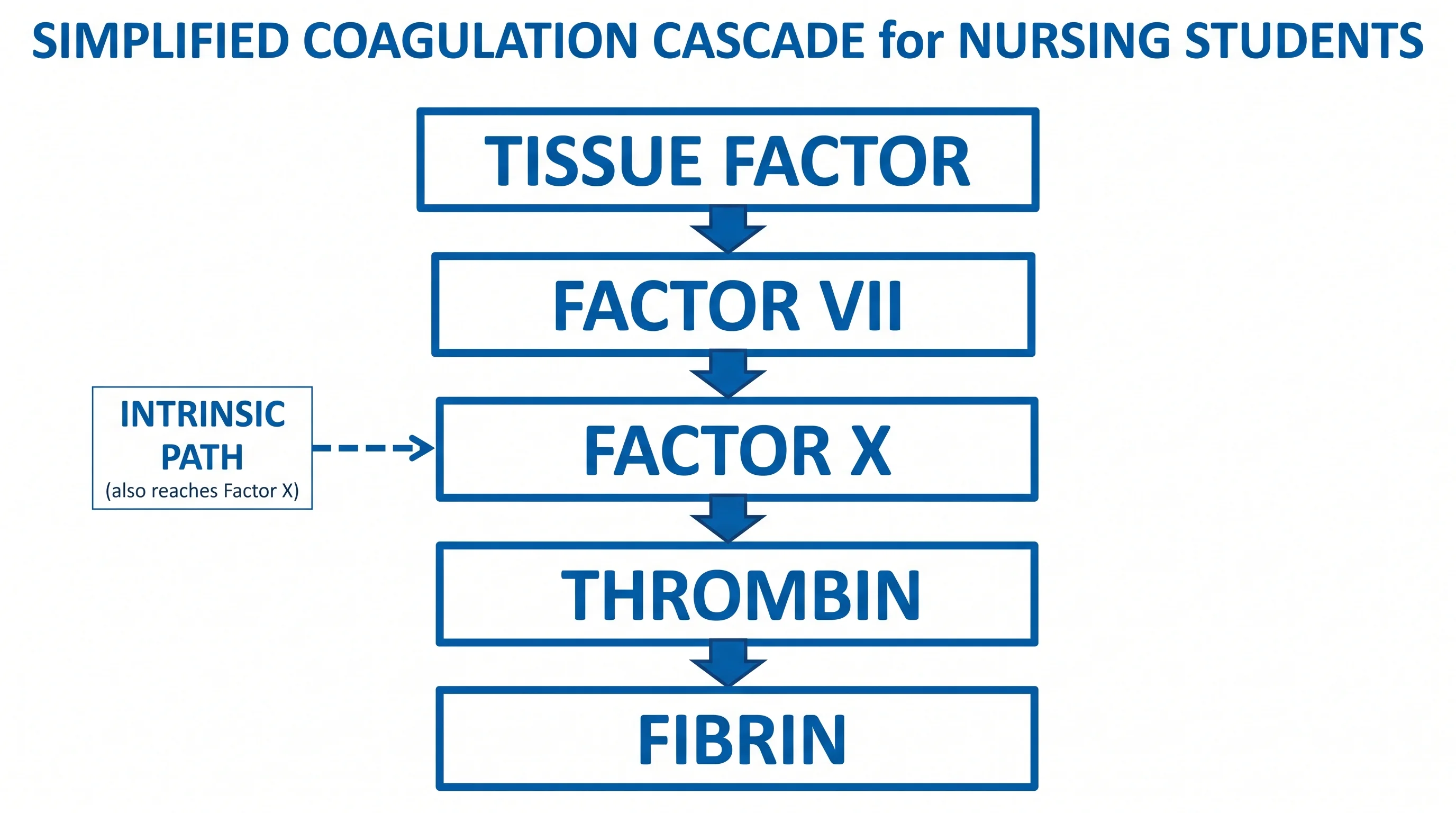 Simplified coagulation cascade diagram for nursing education showing tissue factor, Factor VII, Factor X, thrombin, and fibrin with large labels