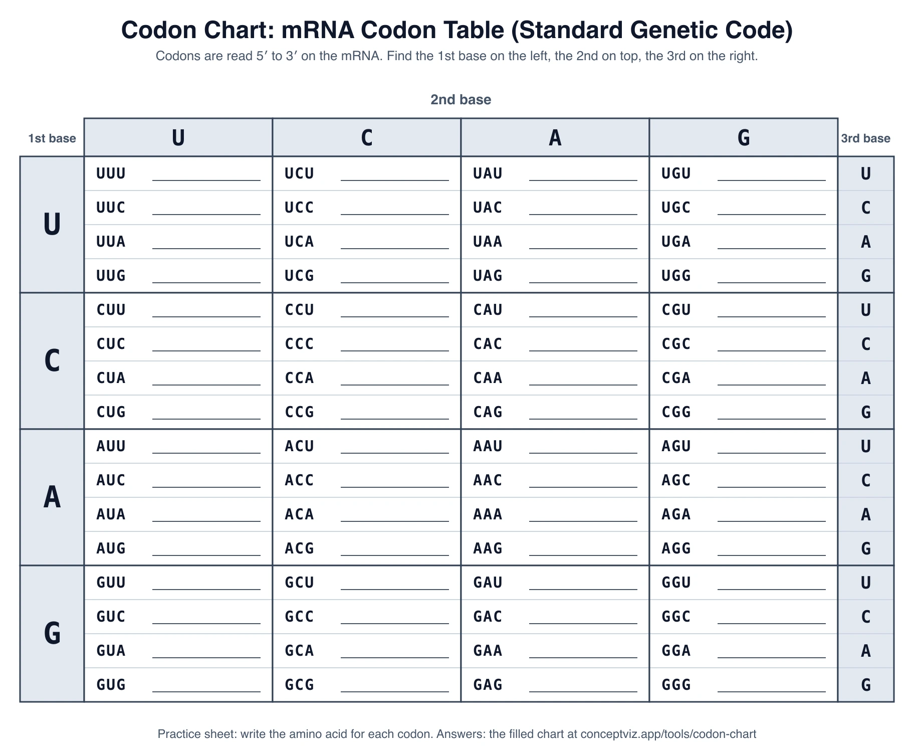 Blank codon chart practice sheet with all 64 mRNA codons and an empty line beside each one for the amino acid