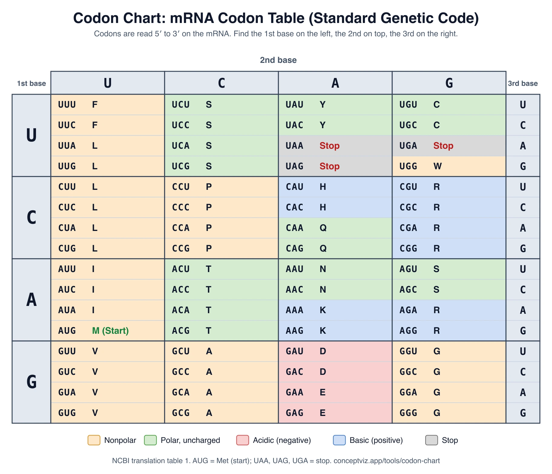 Codon chart that shows one-letter amino acid codes such as M for methionine next to every mRNA codon, colored by amino acid property