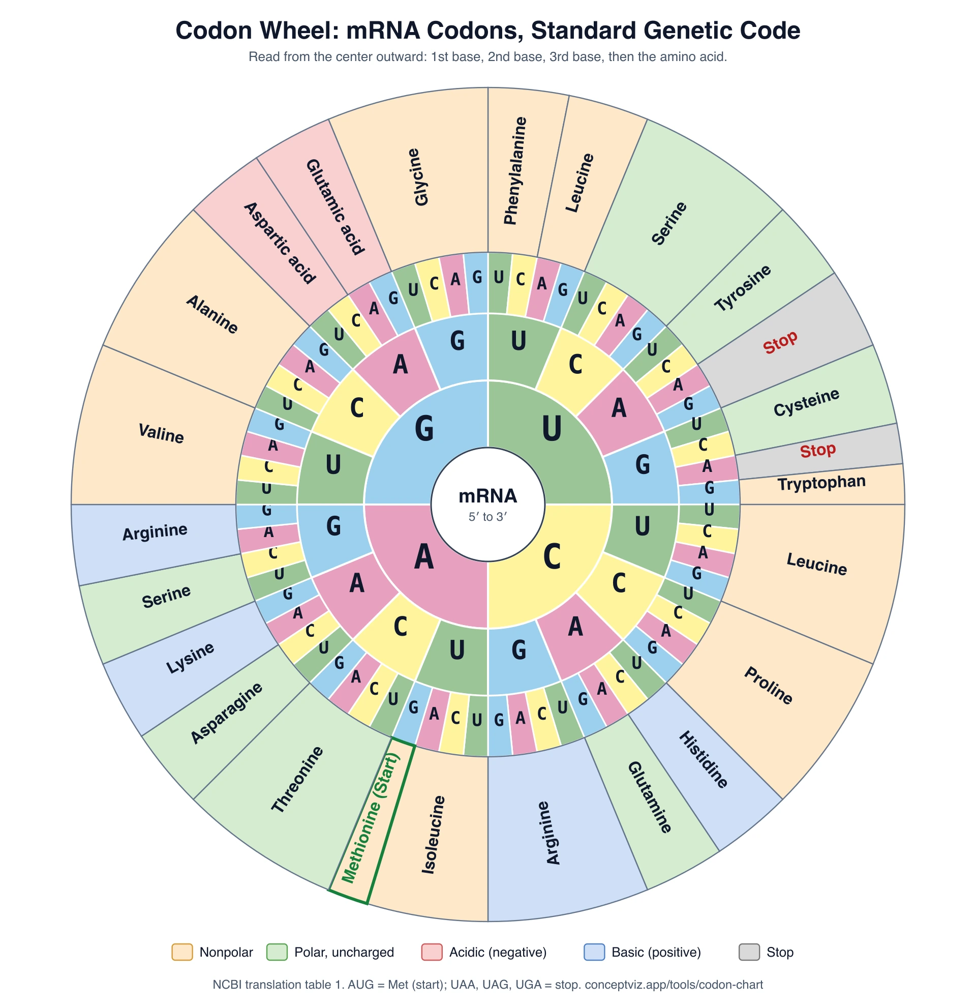 Codon wheel with full amino acid names in the outer ring, colored by amino acid property with a legend