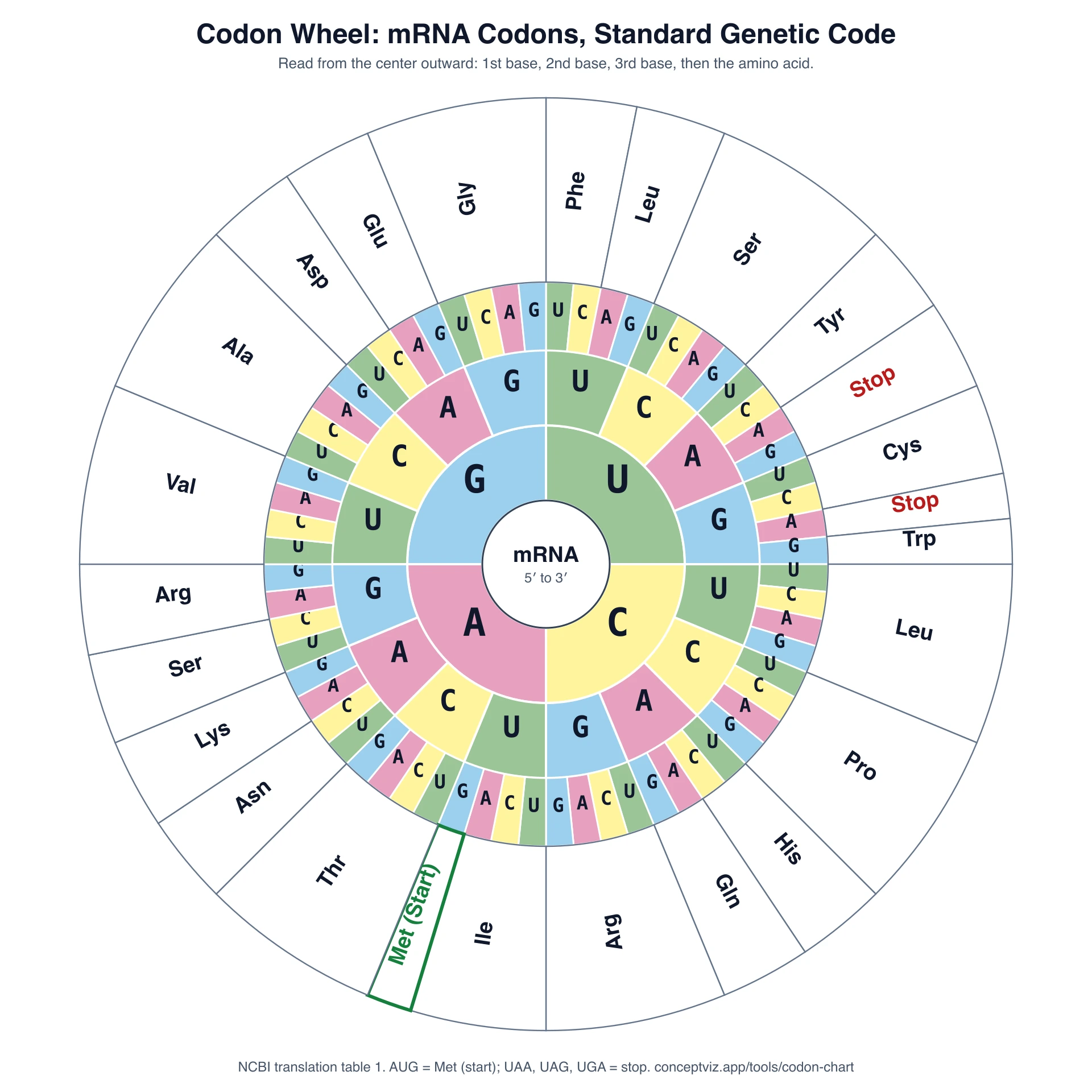 Codon wheel of the standard genetic code with rings for the first, second and third base and an outer ring of amino acids, read from the center outward