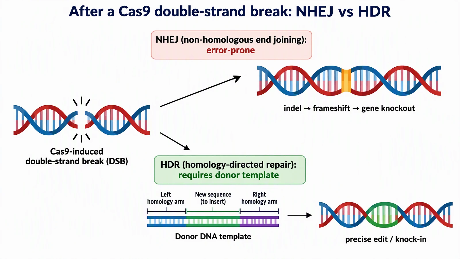AI-generated diagram of NHEJ producing indels and gene knockout versus HDR using a donor template for a precise edit after a Cas9 double-strand break