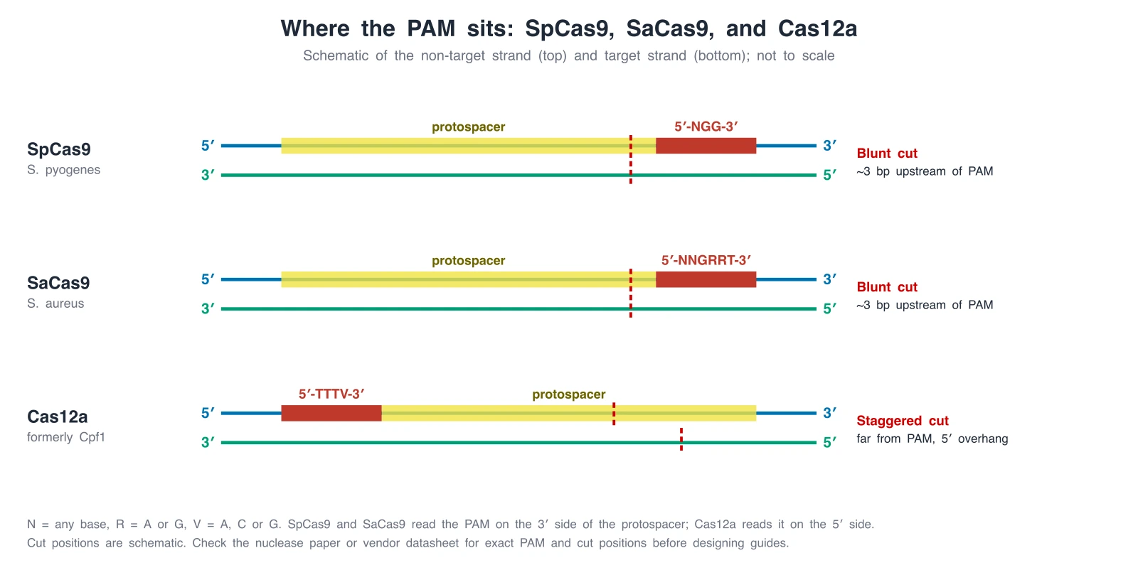 Schematic comparing PAM sequence and position for SpCas9 (NGG), SaCas9 (NNGRRT) and Cas12a (TTTV), with blunt versus staggered cuts