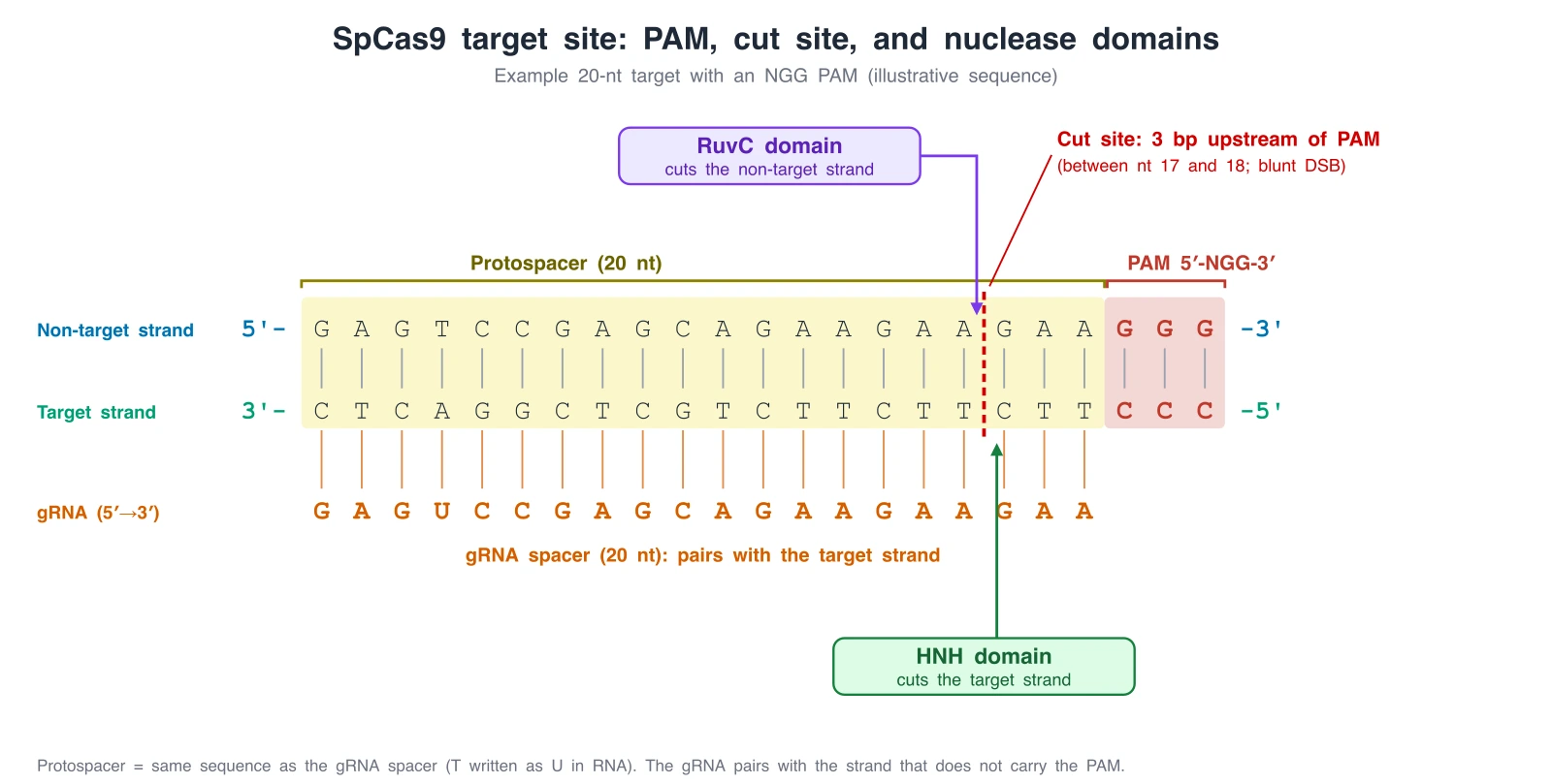 Exact sequence diagram of an SpCas9 target: 20-nt protospacer, NGG PAM at its 3 prime end, gRNA pairing with the target strand, cut between nucleotides 17 and 18, HNH on the target strand and RuvC on the non-target strand