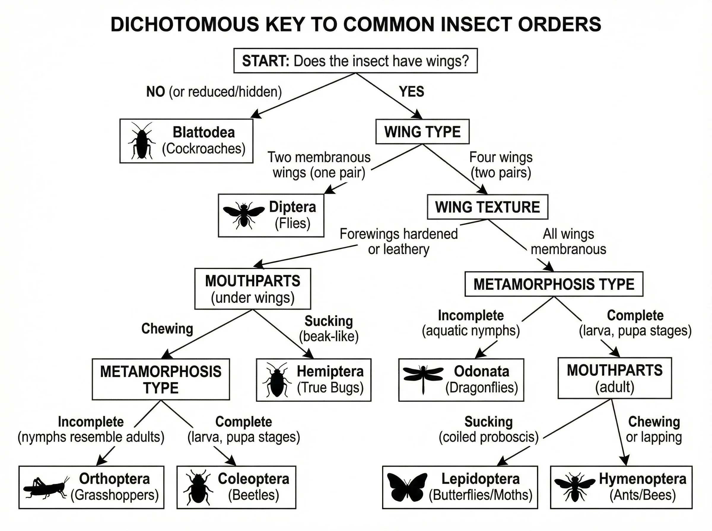 Dichotomous key for identifying common insect orders by wing type, mouthparts, and body structure.