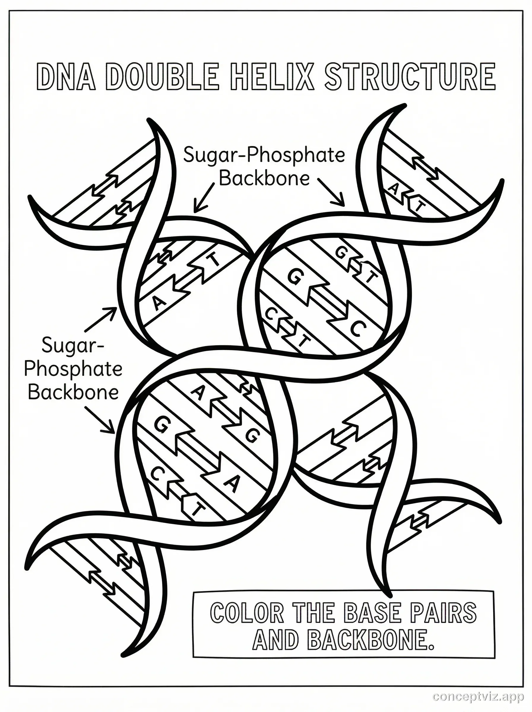 Black and white line art coloring page of DNA double helix with labeled base pairs showing Adenine-Thymine and Guanine-Cytosine pairs with labels A, T, G, C and sugar-phosphate backbone labels. Educational worksheet style.