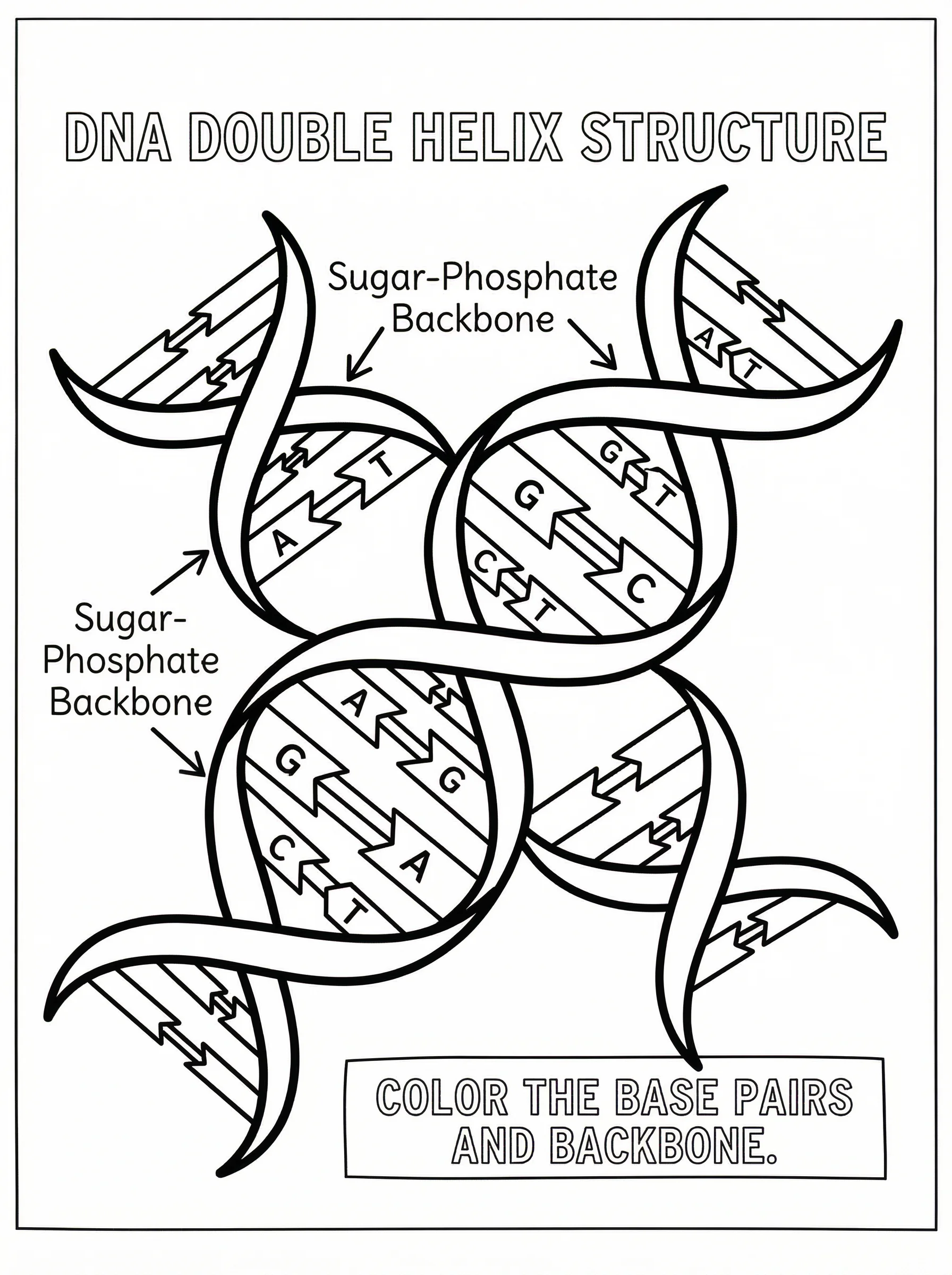 Black and white line art coloring page of DNA double helix with labeled base pairs showing Adenine-Thymine and Guanine-Cytosine pairs with labels A, T, G, C and sugar-phosphate backbone labels. Educational worksheet style.