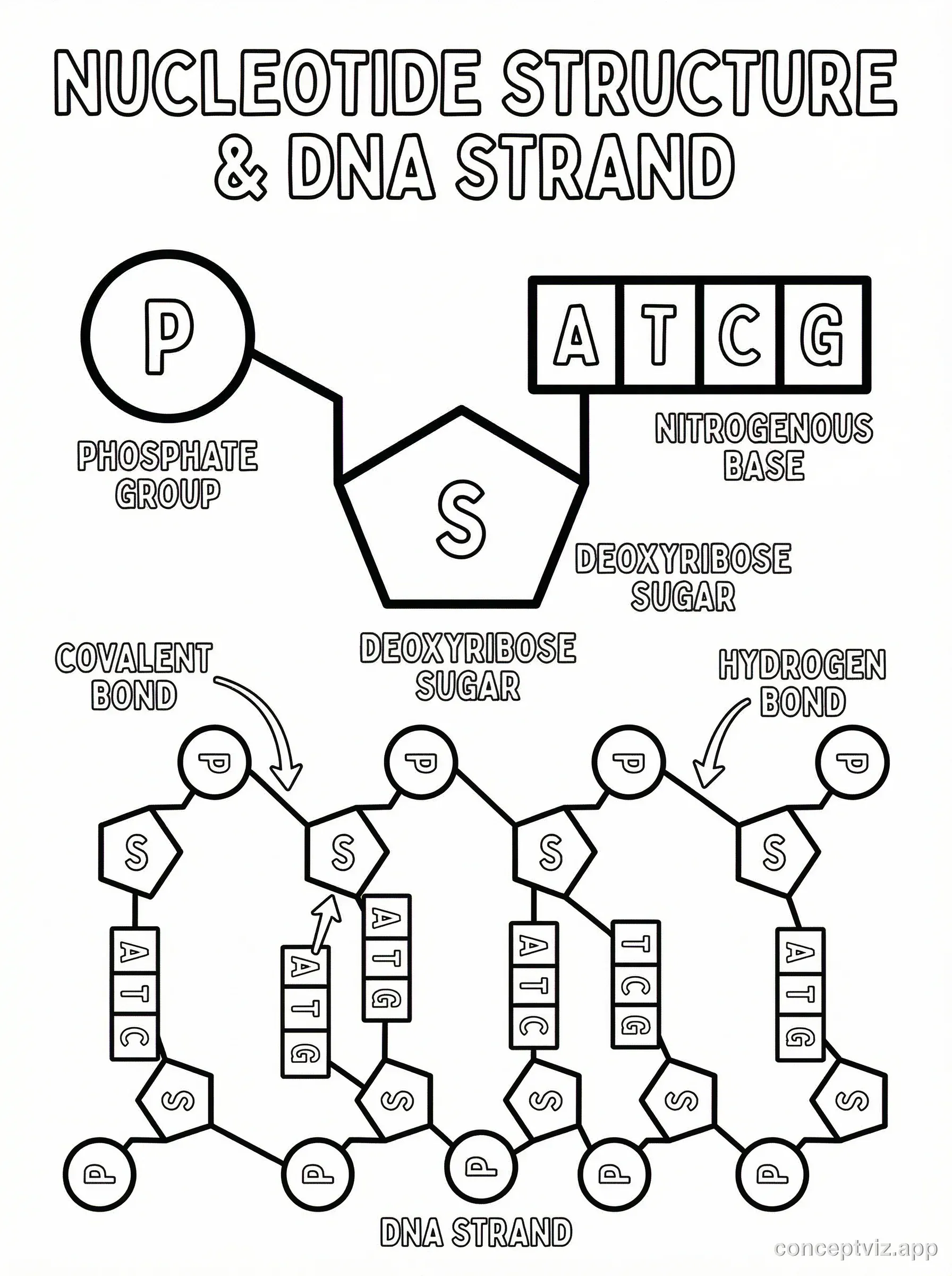 Black and white line art coloring page showing detailed nucleotide structure with phosphate group, deoxyribose sugar, and nitrogenous base components. Shows how nucleotides connect to form DNA strand. Educational diagram.