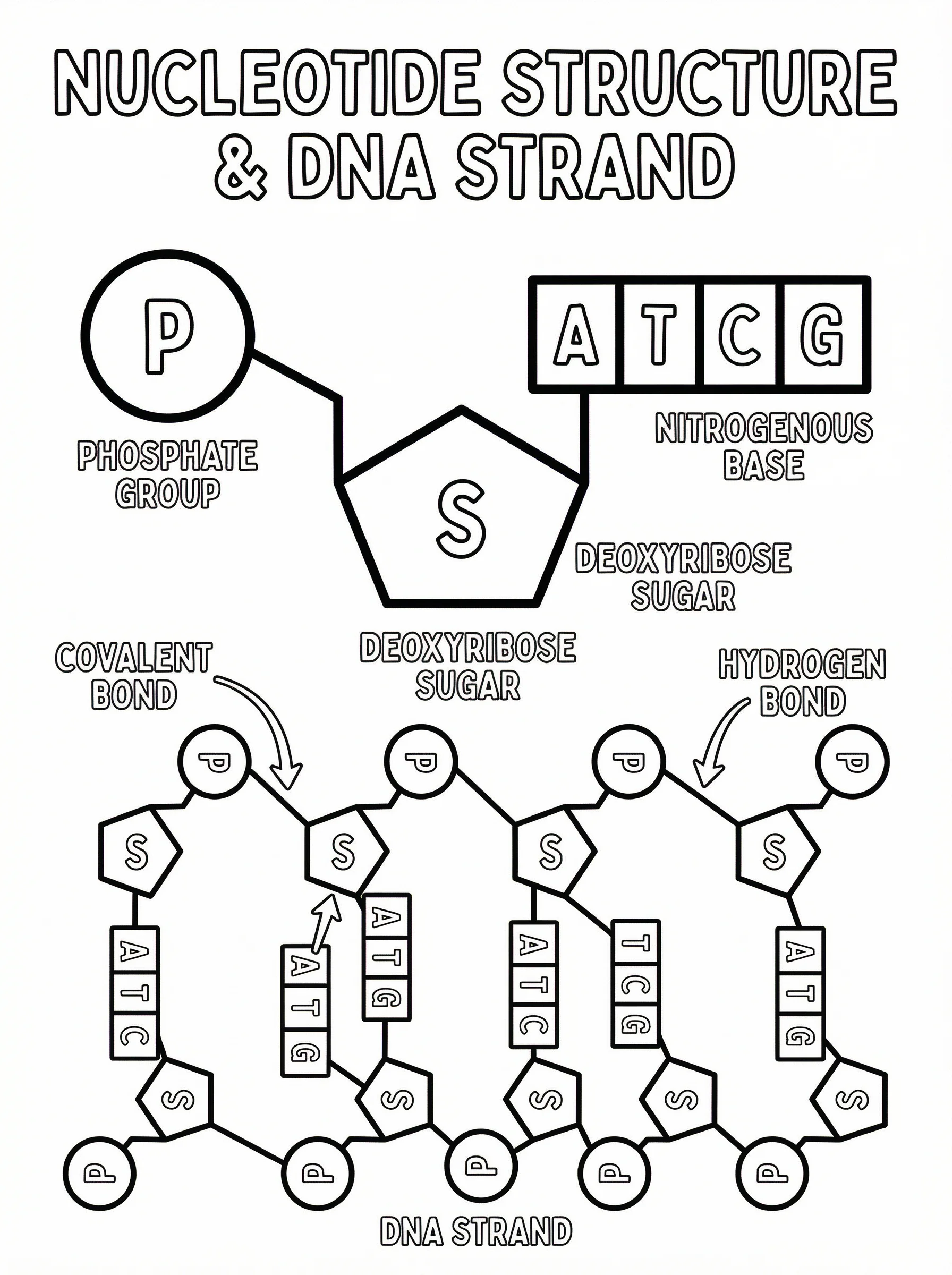 Black and white line art coloring page showing detailed nucleotide structure with phosphate group, deoxyribose sugar, and nitrogenous base components. Shows how nucleotides connect to form DNA strand. Educational diagram.